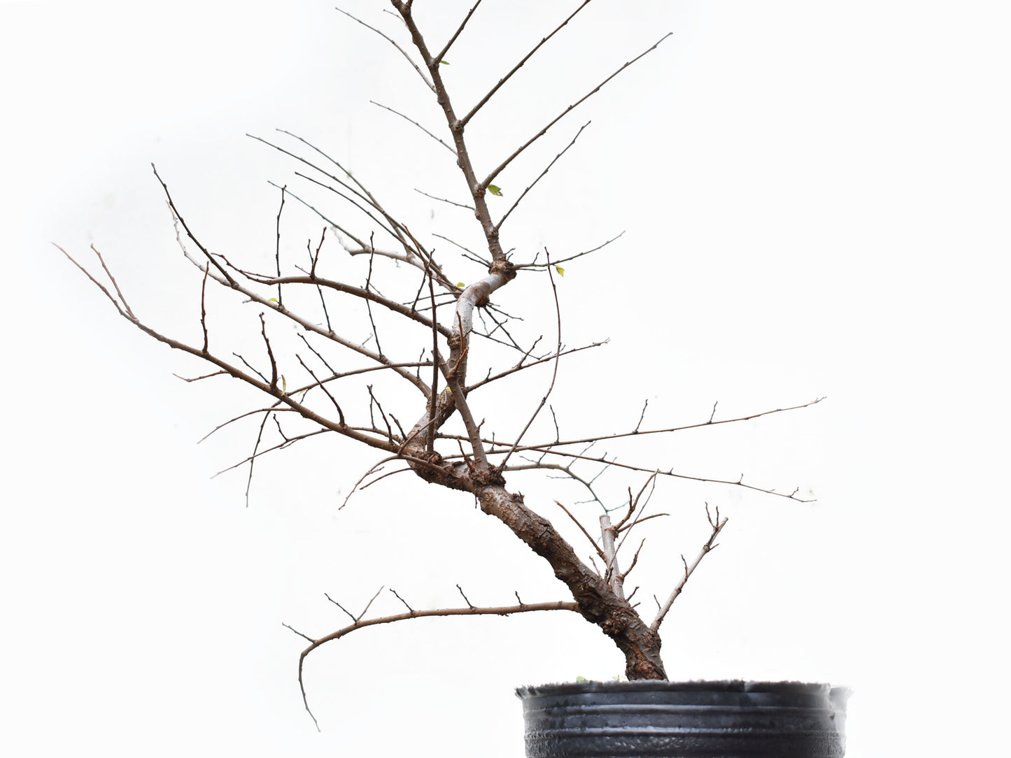 OLMO CHINO (Ulmus Parvifolia)