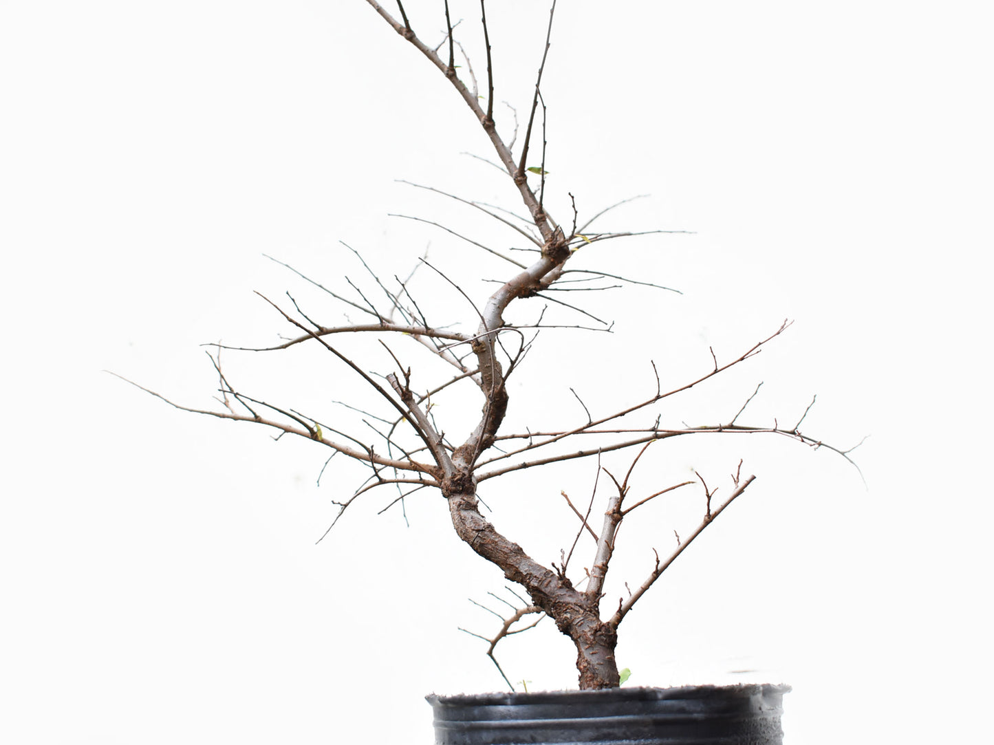 OLMO CHINO (Ulmus Parvifolia)