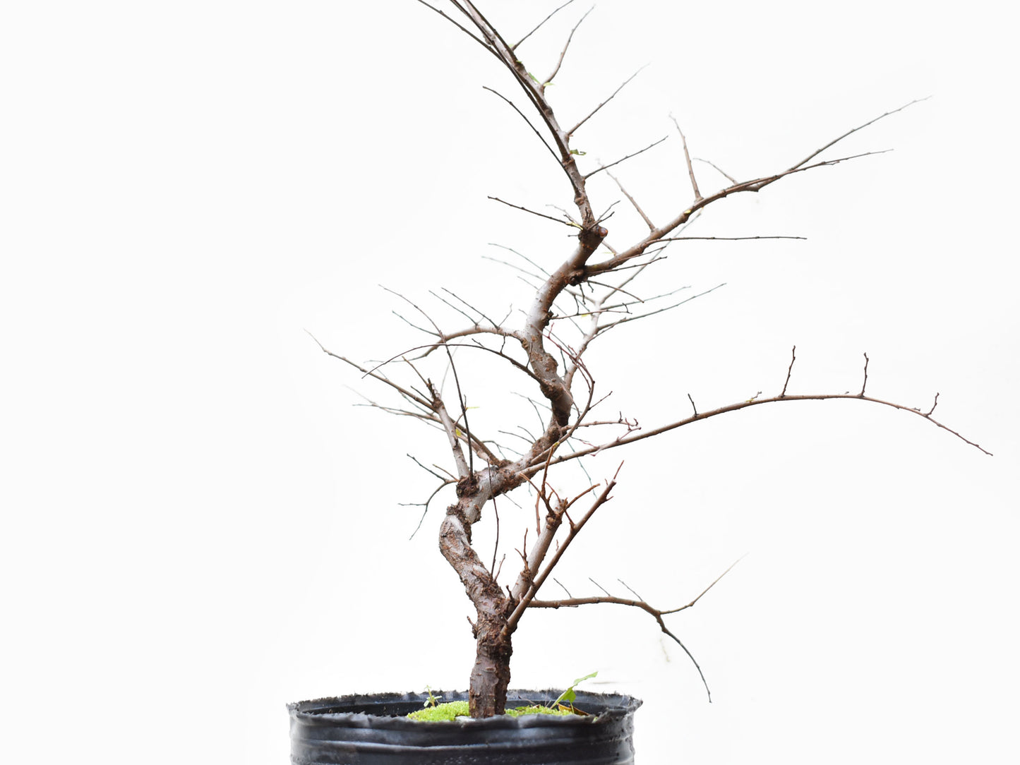 OLMO CHINO (Ulmus Parvifolia)
