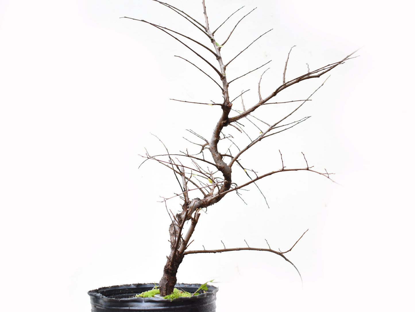 OLMO CHINO (Ulmus Parvifolia)