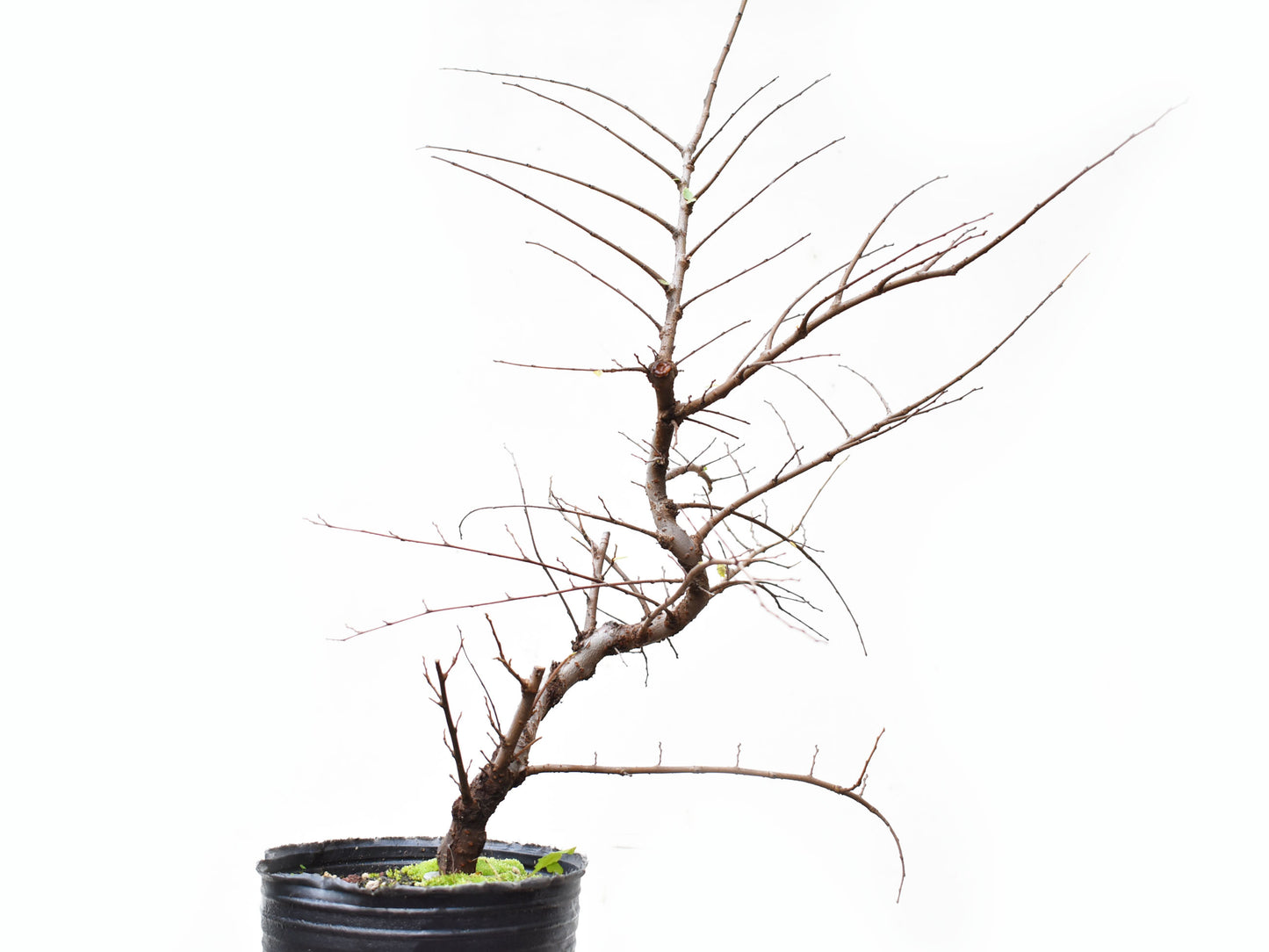OLMO CHINO (Ulmus Parvifolia)