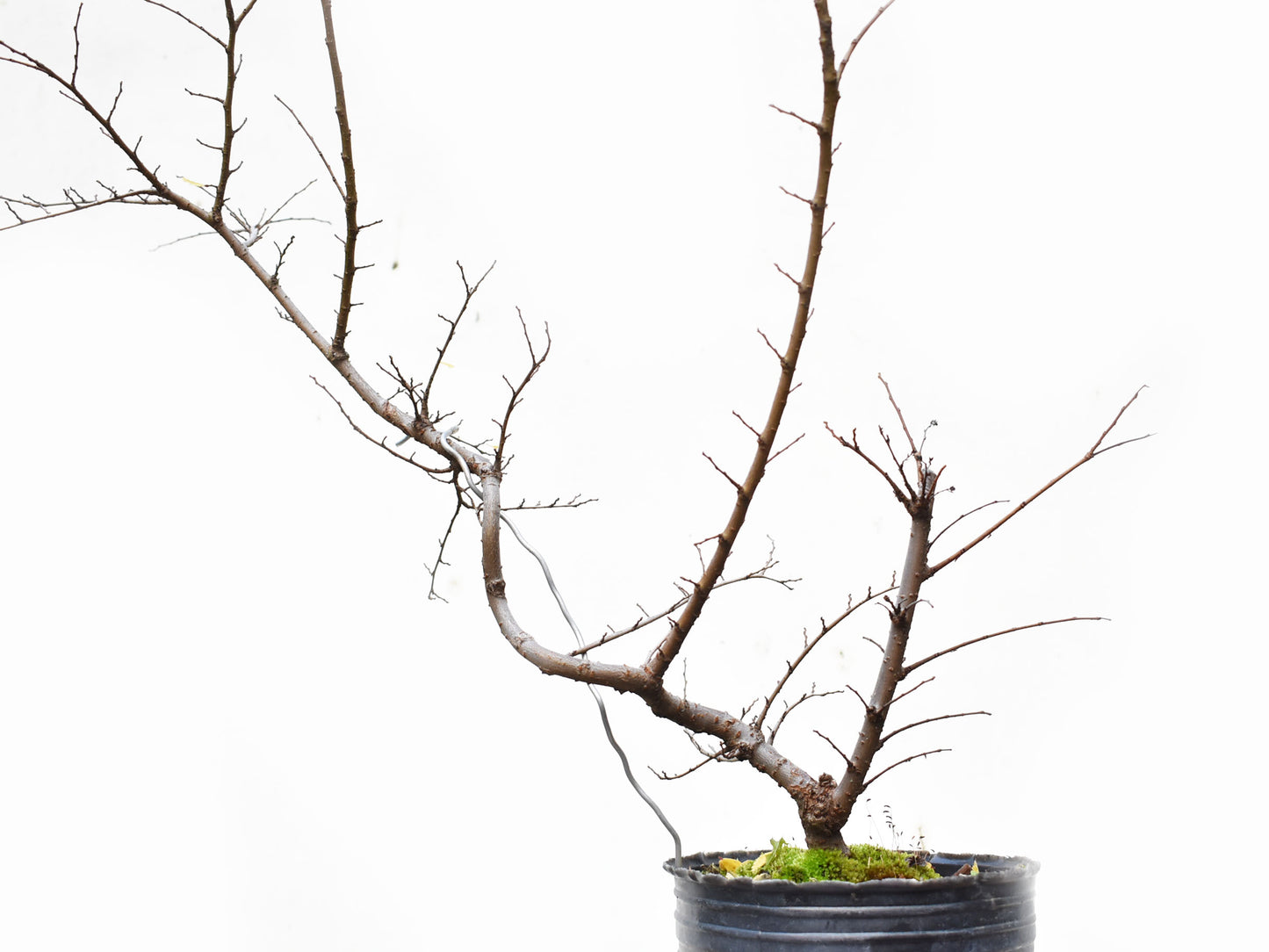OLMO CHINO (Ulmus Parvifolia)