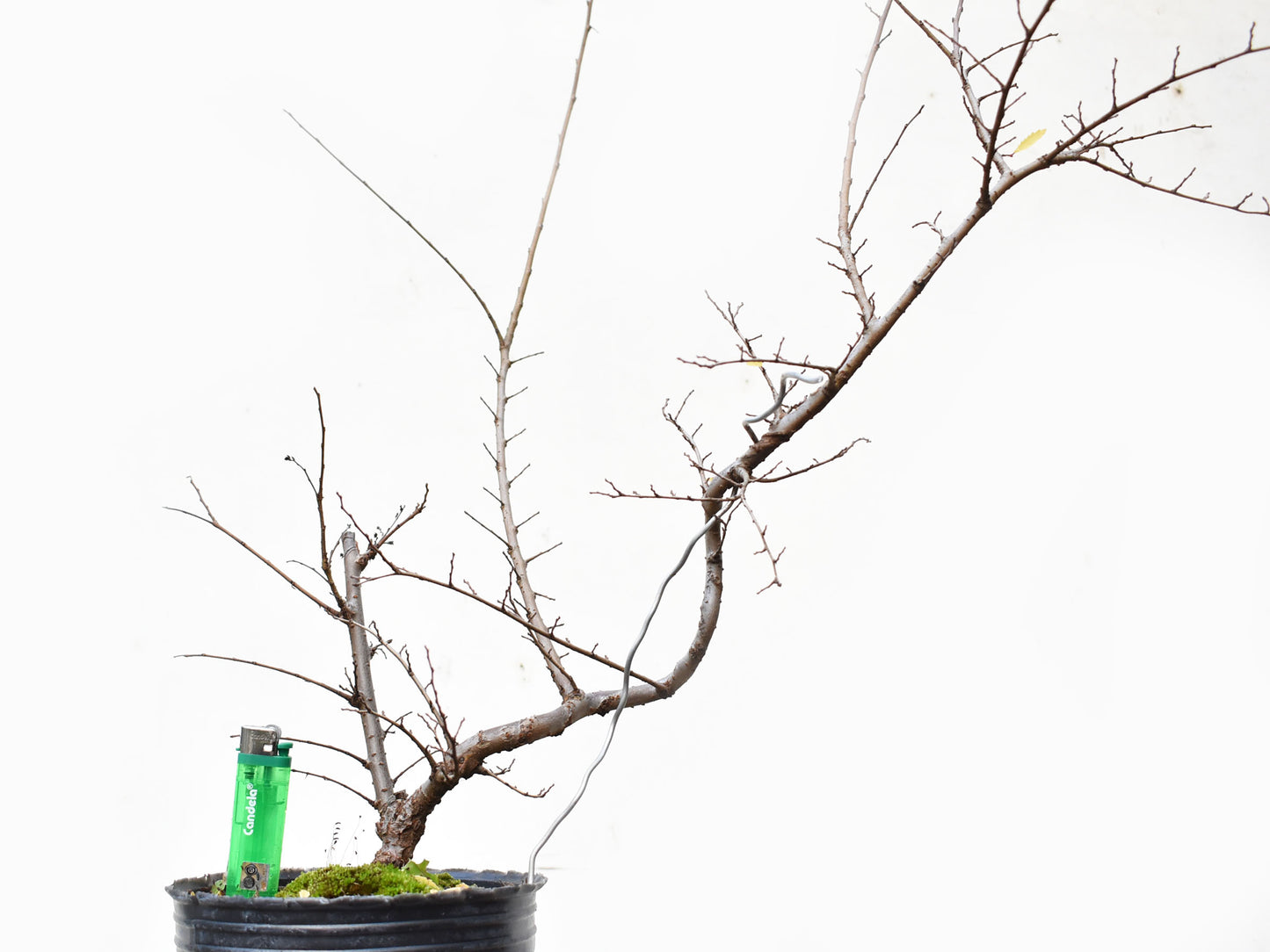 OLMO CHINO (Ulmus Parvifolia)