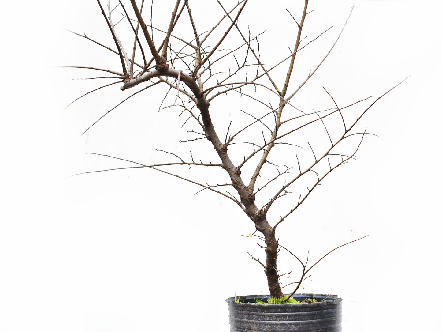 OLMO CHINO (Ulmus Parvifolia)
