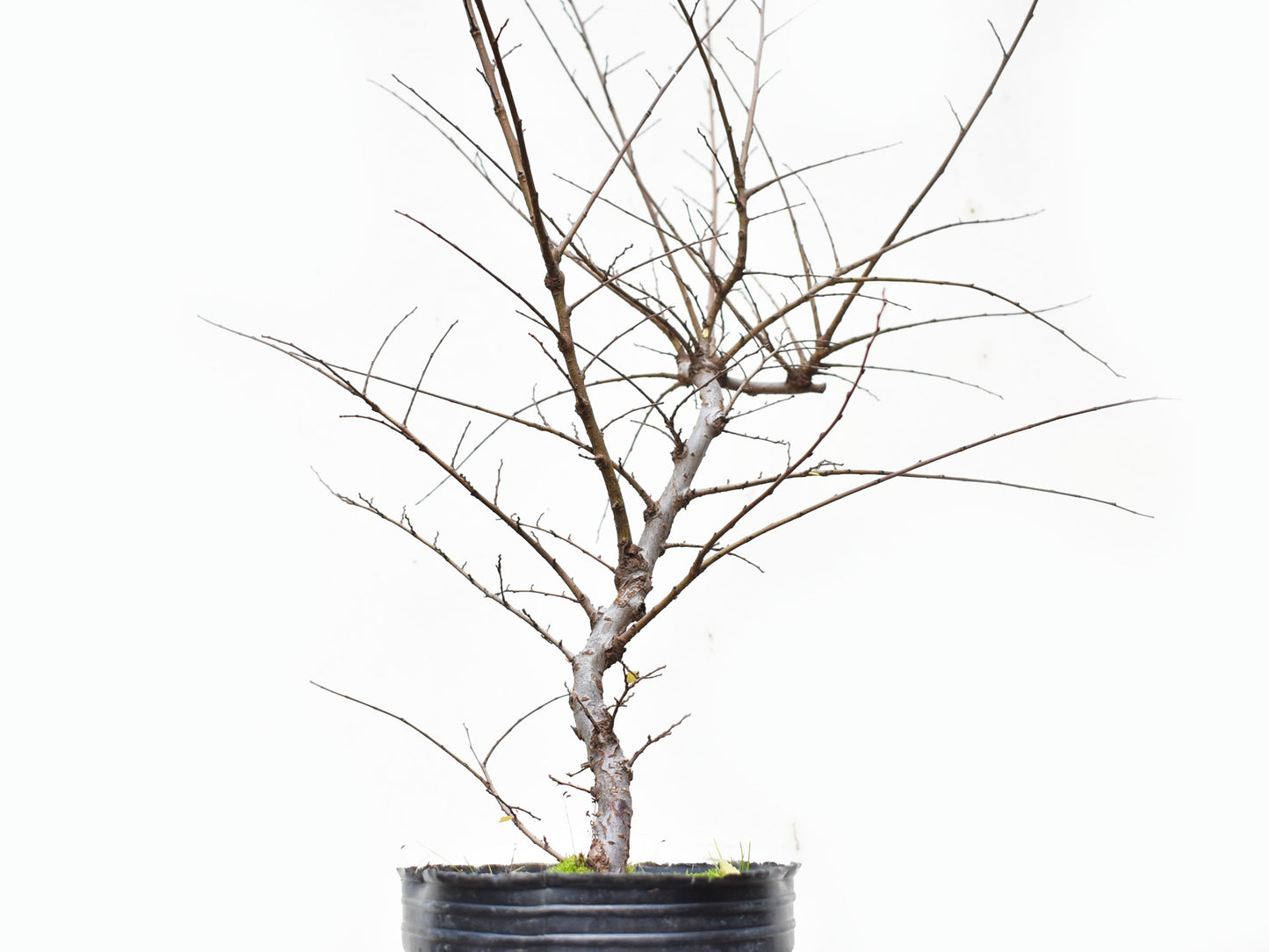 OLMO CHINO (Ulmus Parvifolia)