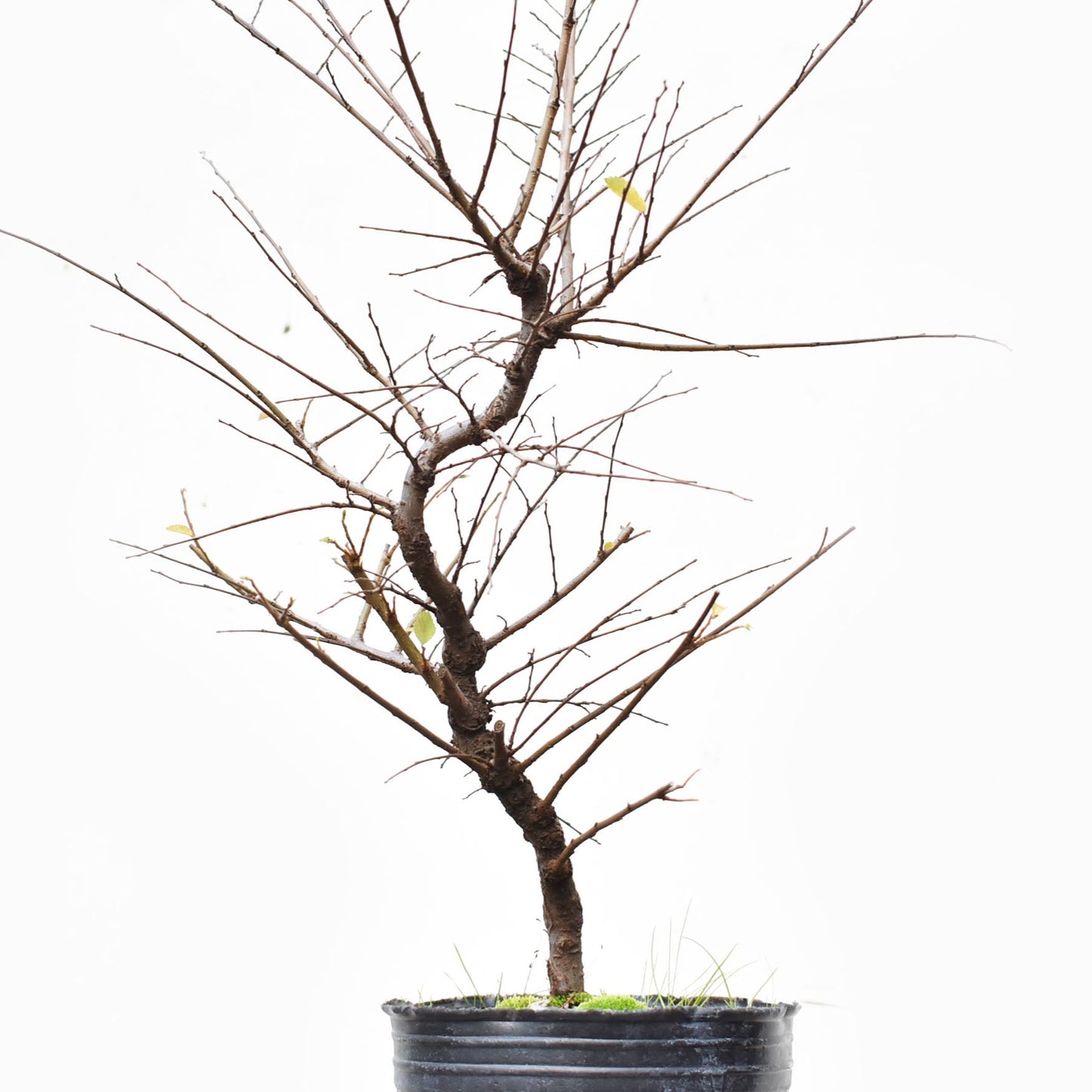 OLMO CHINO (Ulmus Parvifolia)