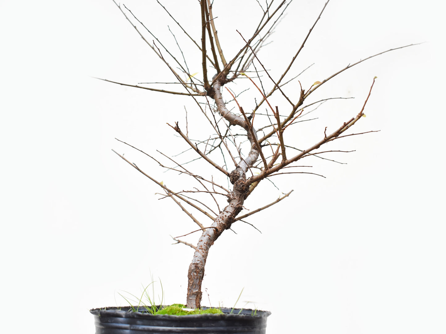 OLMO CHINO (Ulmus Parvifolia)
