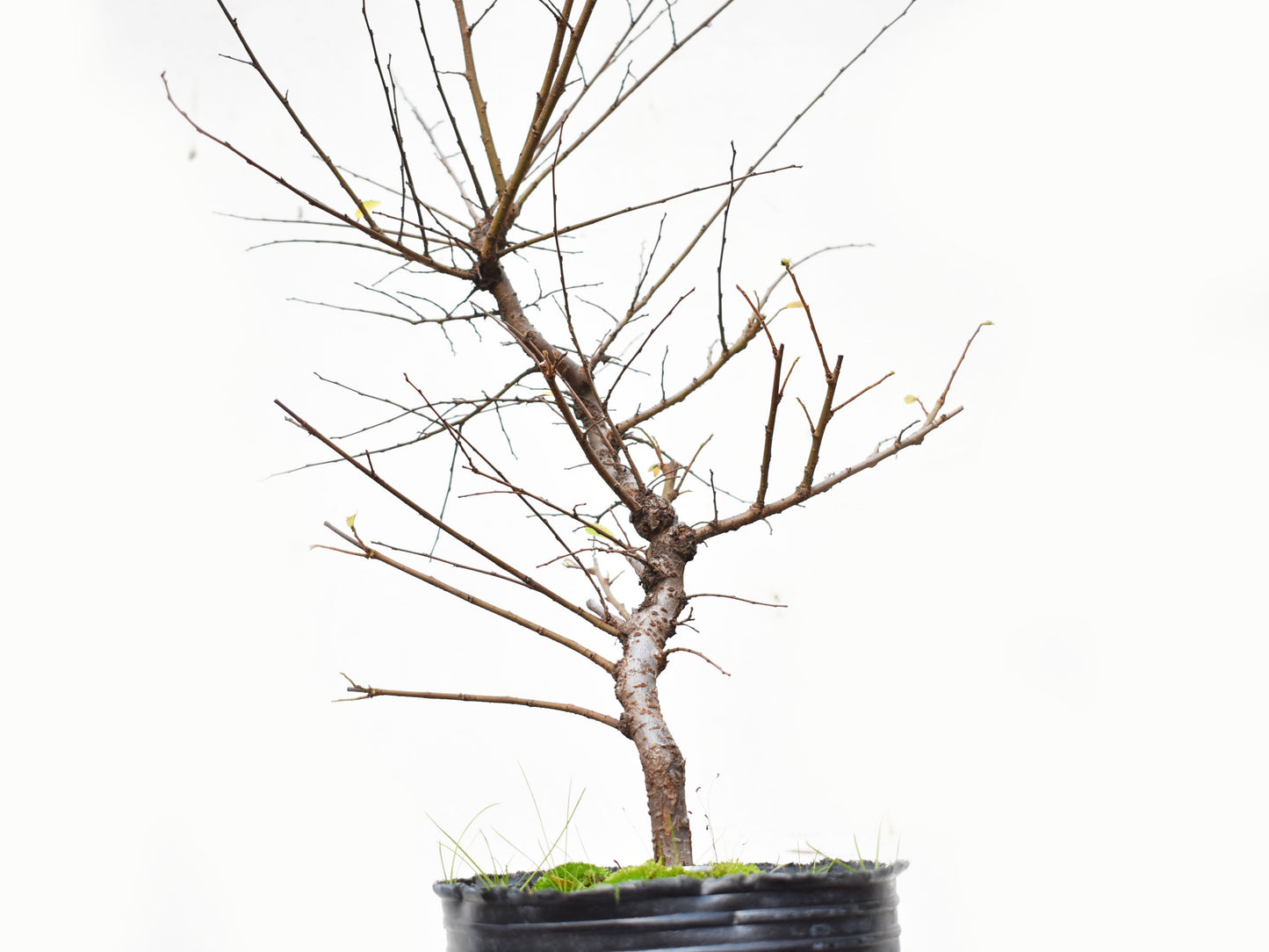 OLMO CHINO (Ulmus Parvifolia)