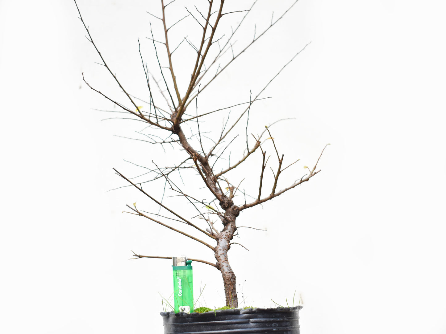OLMO CHINO (Ulmus Parvifolia)