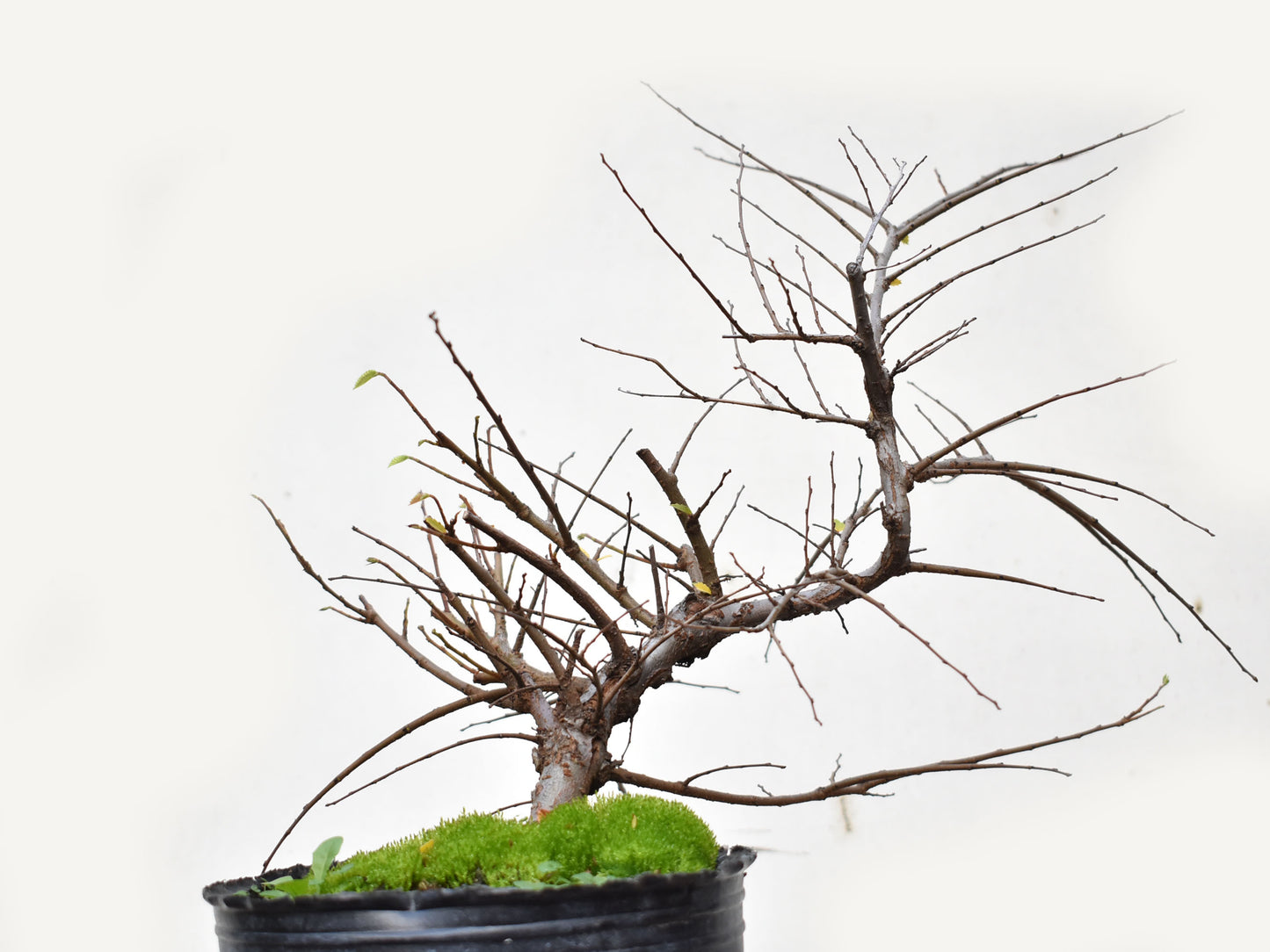 OLMO CHINO (Ulmus Parvifolia)