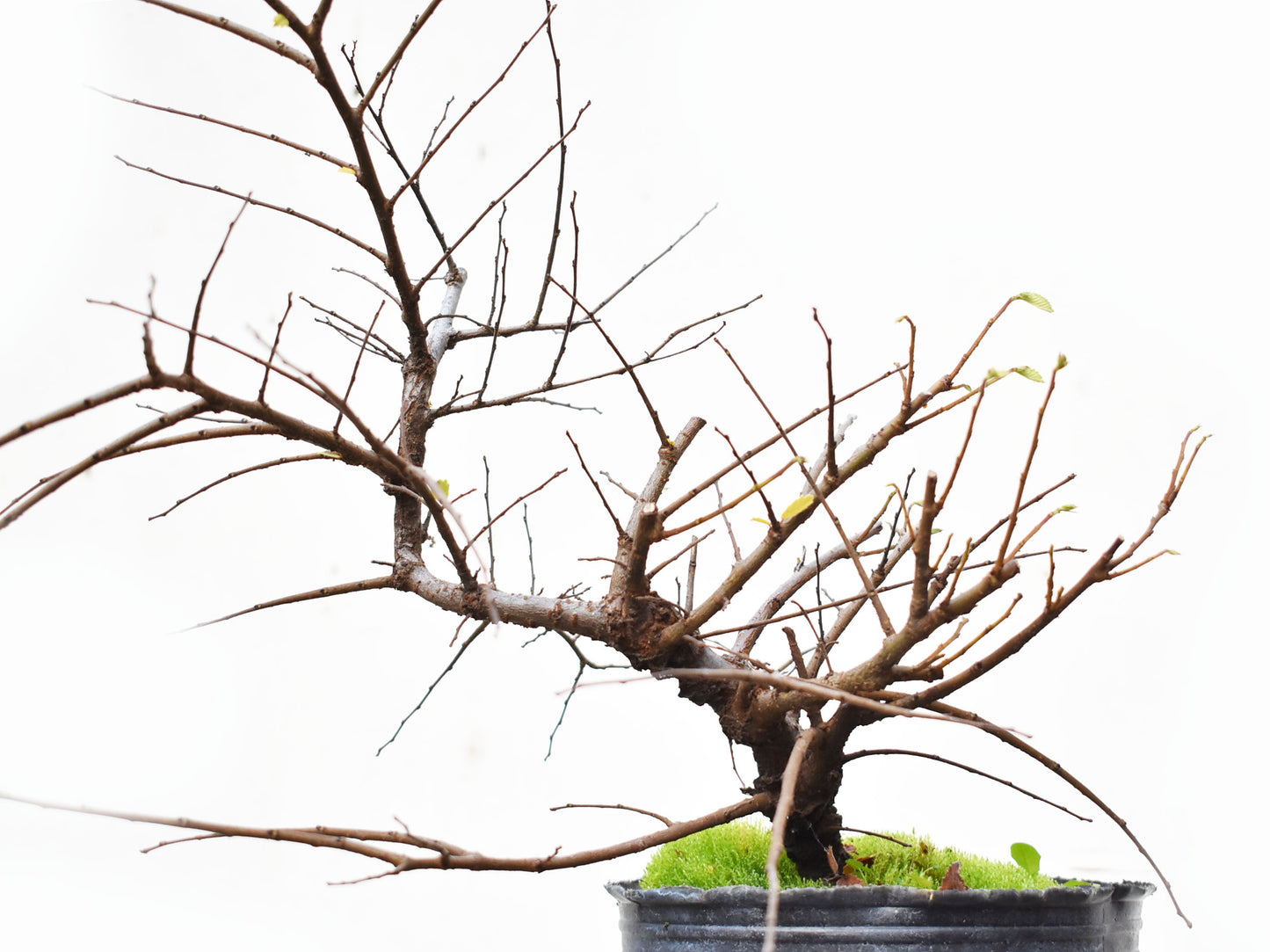 OLMO CHINO (Ulmus Parvifolia)