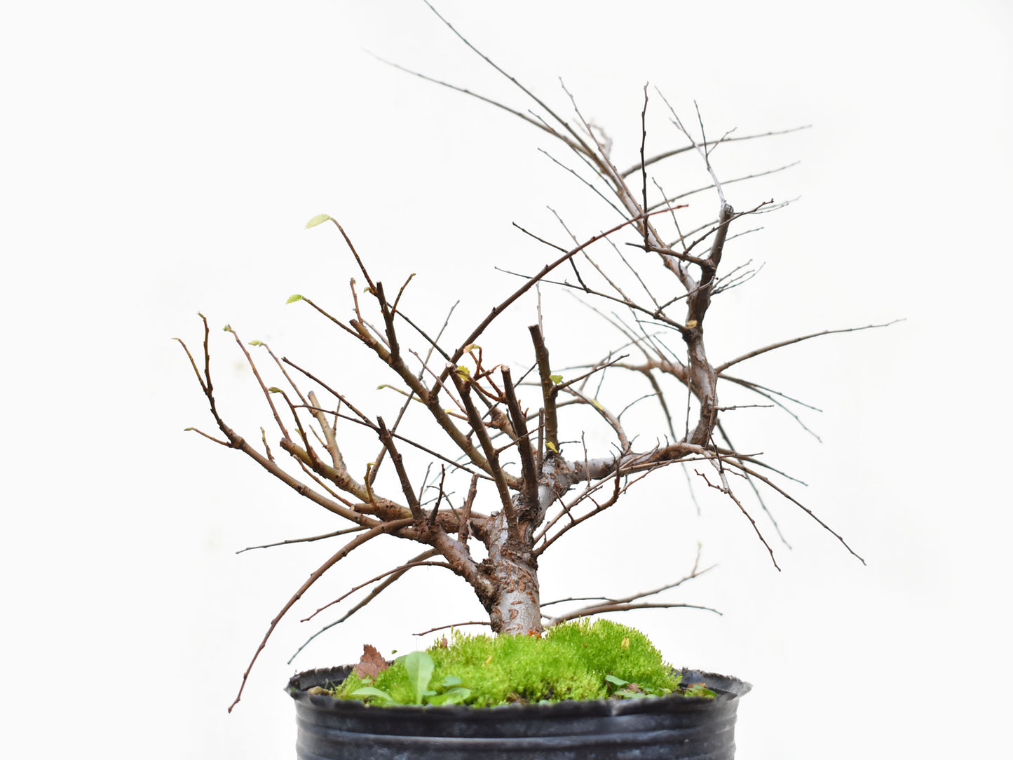 OLMO CHINO (Ulmus Parvifolia)