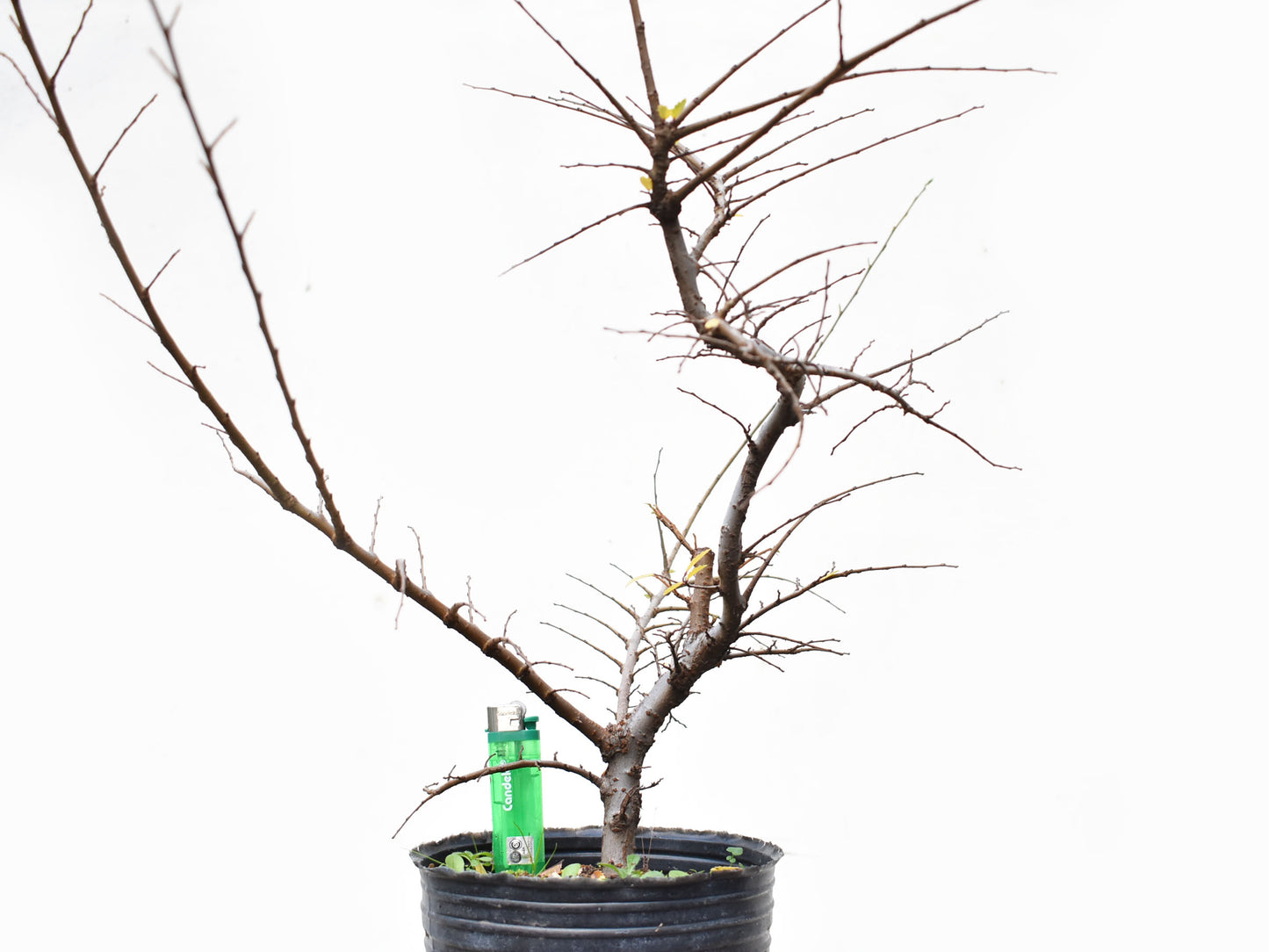 OLMO CHINO (Ulmus Parvifolia)
