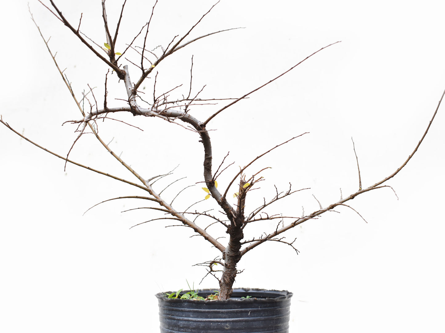 OLMO CHINO (Ulmus Parvifolia)