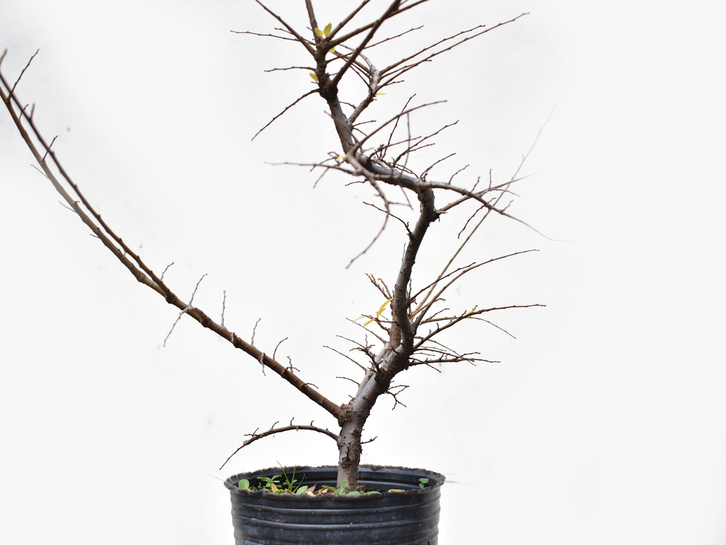 OLMO CHINO (Ulmus Parvifolia)