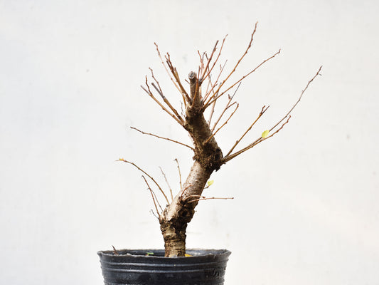OLMO (Ulmus Minor)
