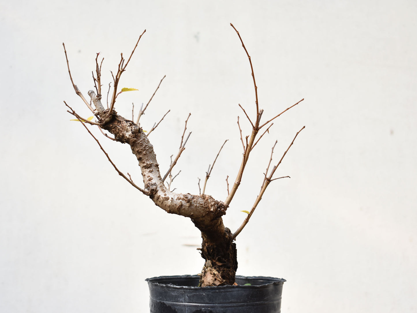 OLMO (Ulmus Minor)