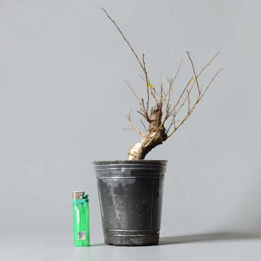 OLMO (Ulmus Minor)