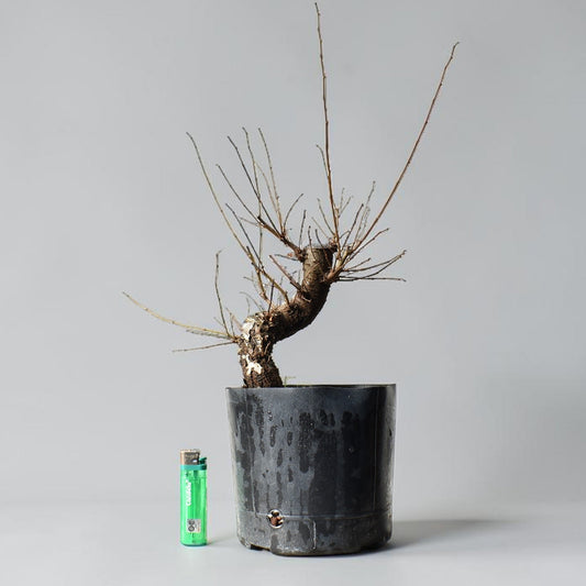 OLMO (Ulmus Minor)