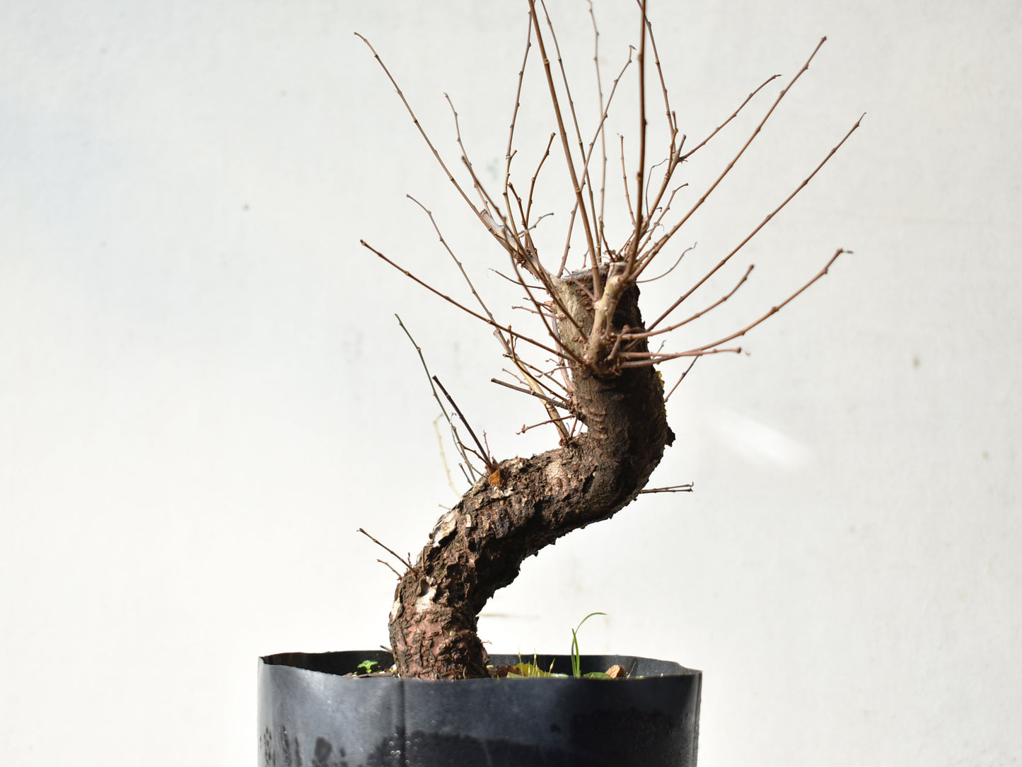 OLMO (Ulmus Minor)