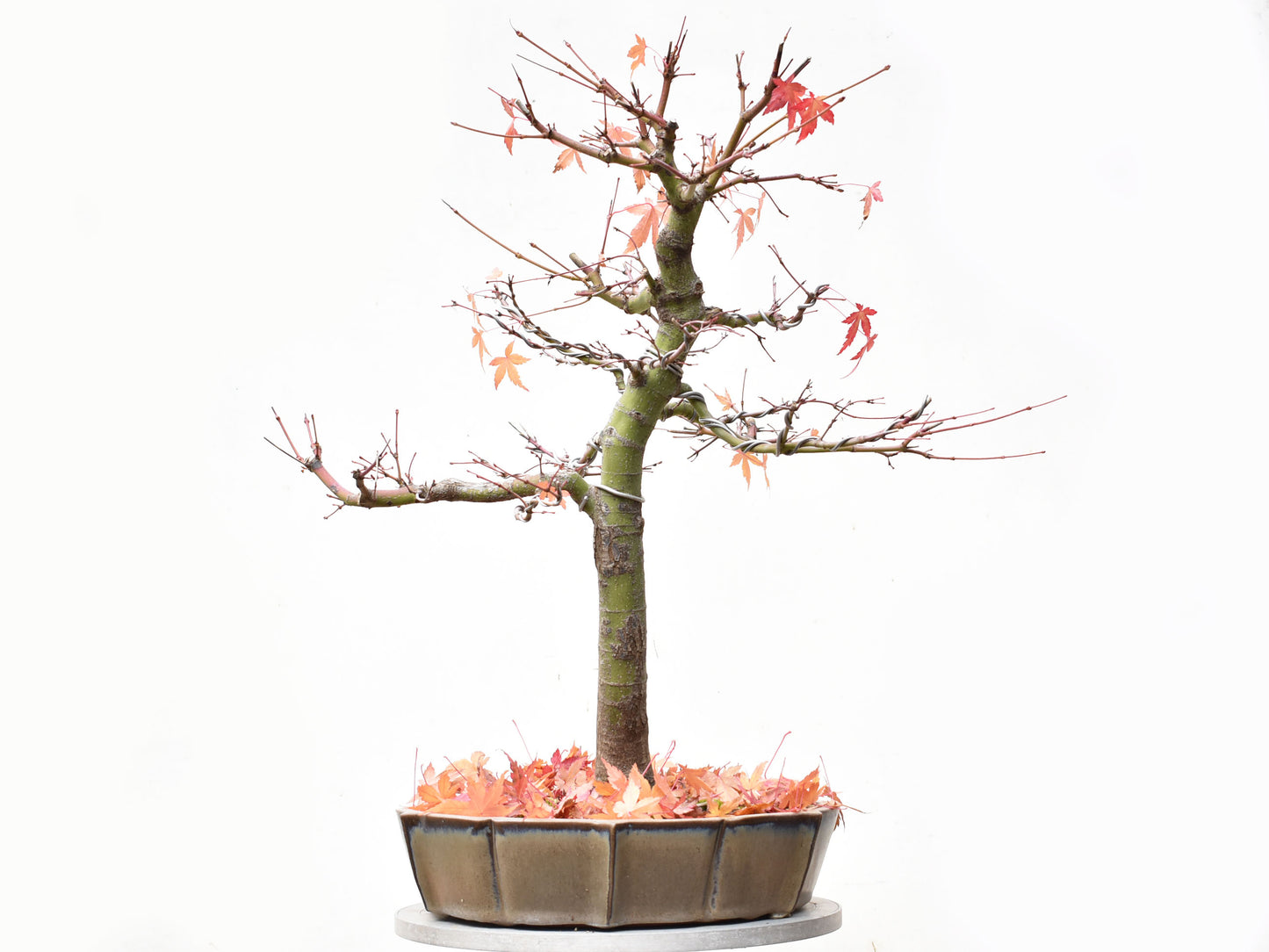 ARCEJAPONES (Acer palmatum)
