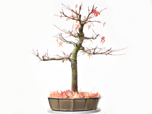 ARCEJAPONES (Acer palmatum)