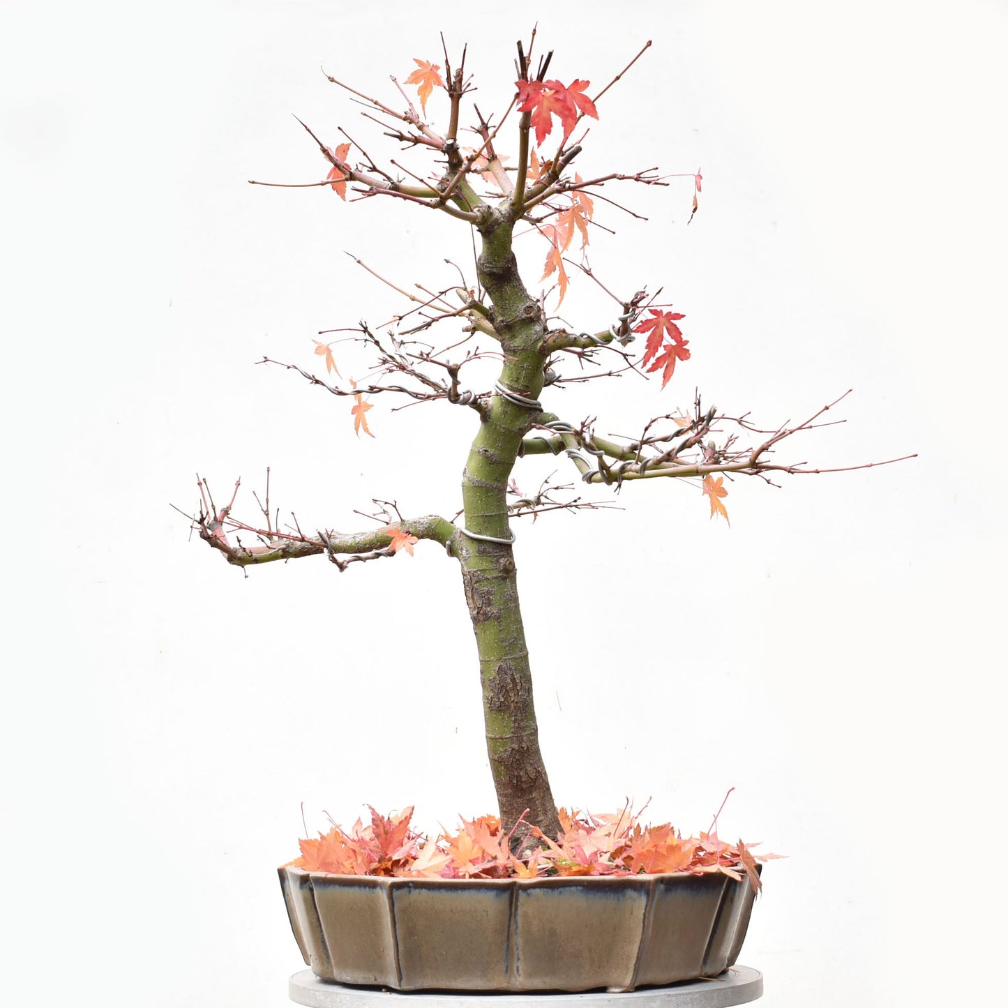 ARCEJAPONES (Acer palmatum)
