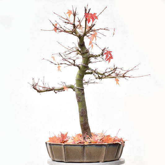 ARCEJAPONES (Acer palmatum)