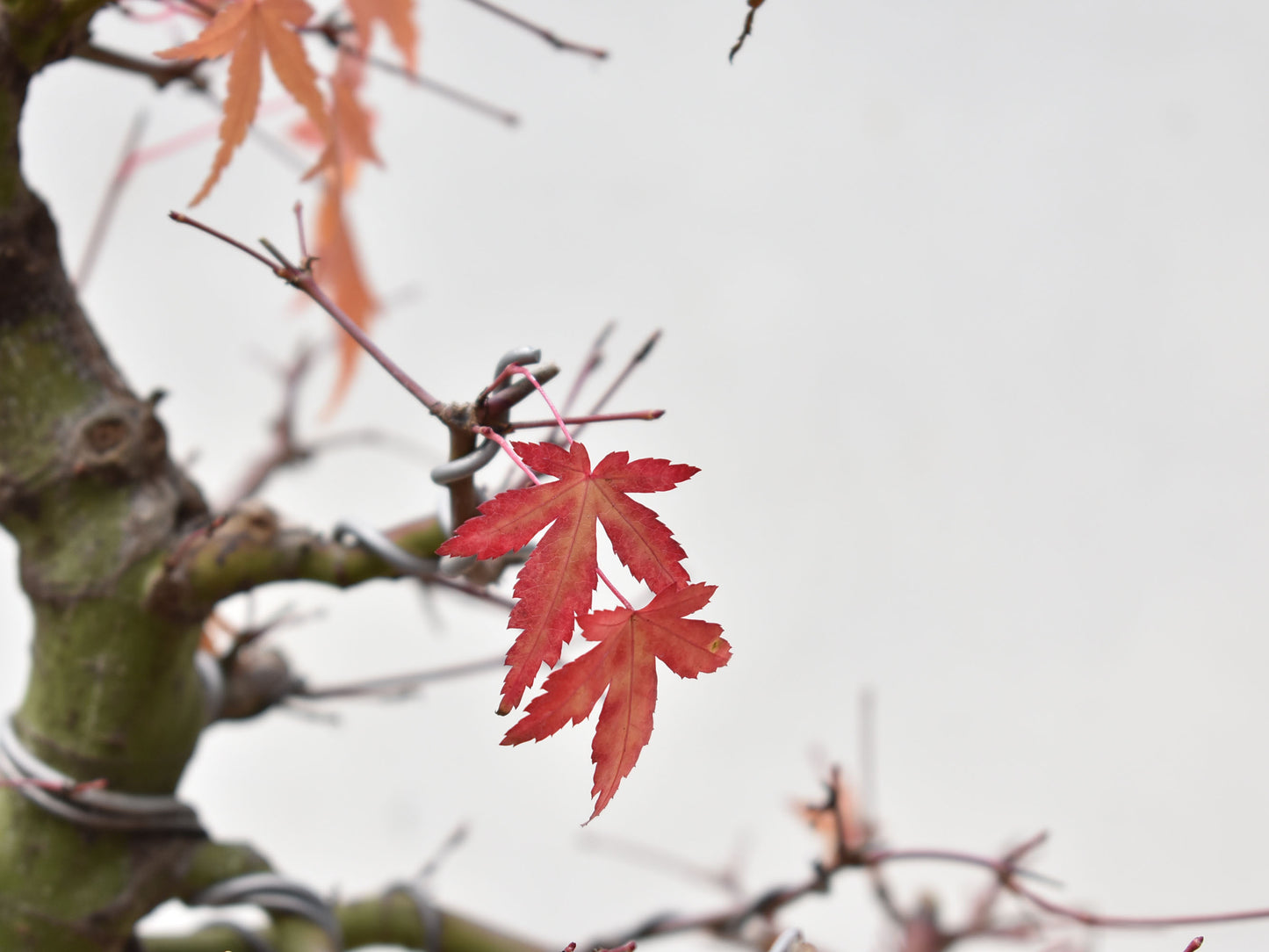 ARCEJAPONES (Acer palmatum)