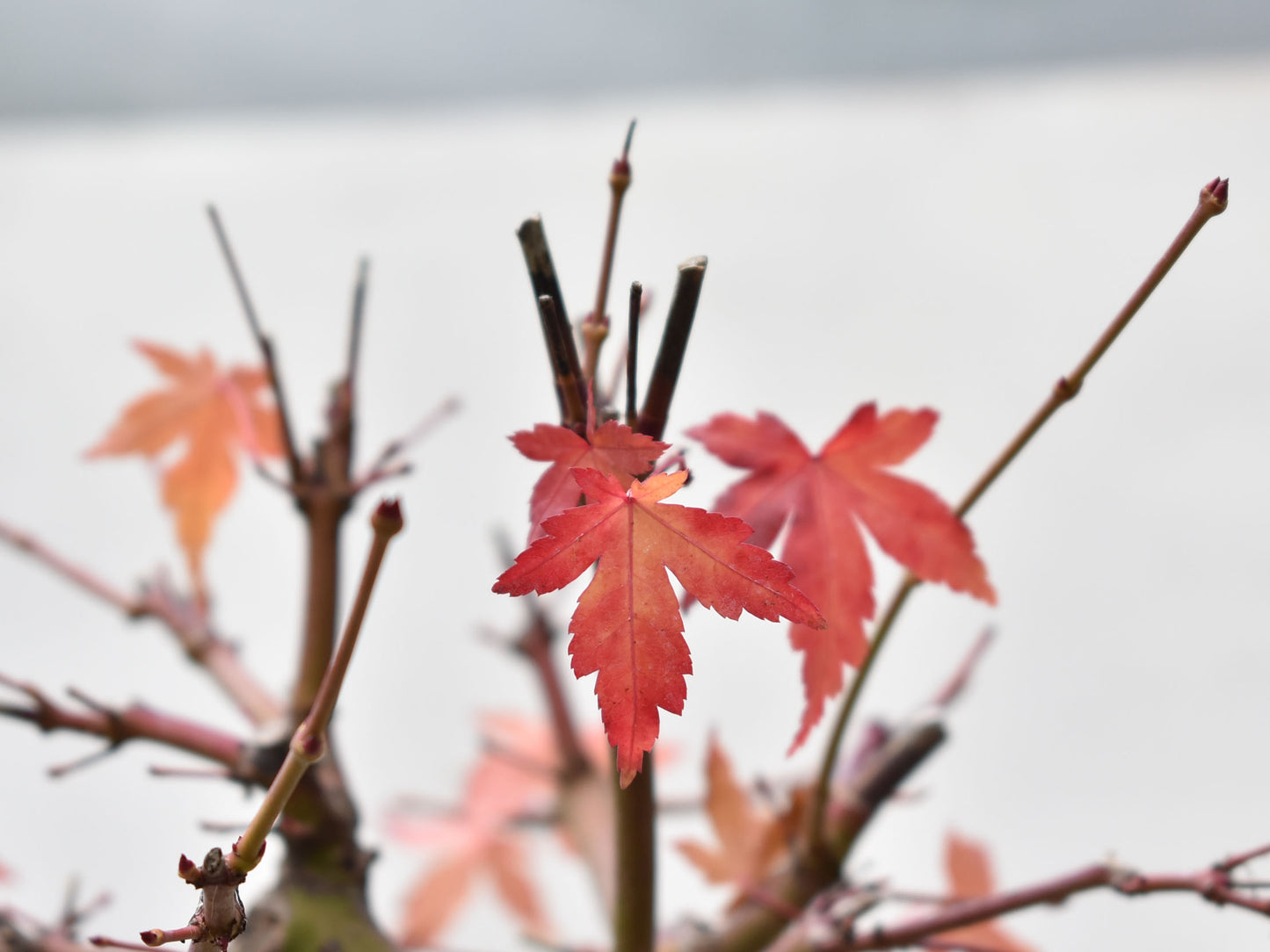 ARCEJAPONES (Acer palmatum)