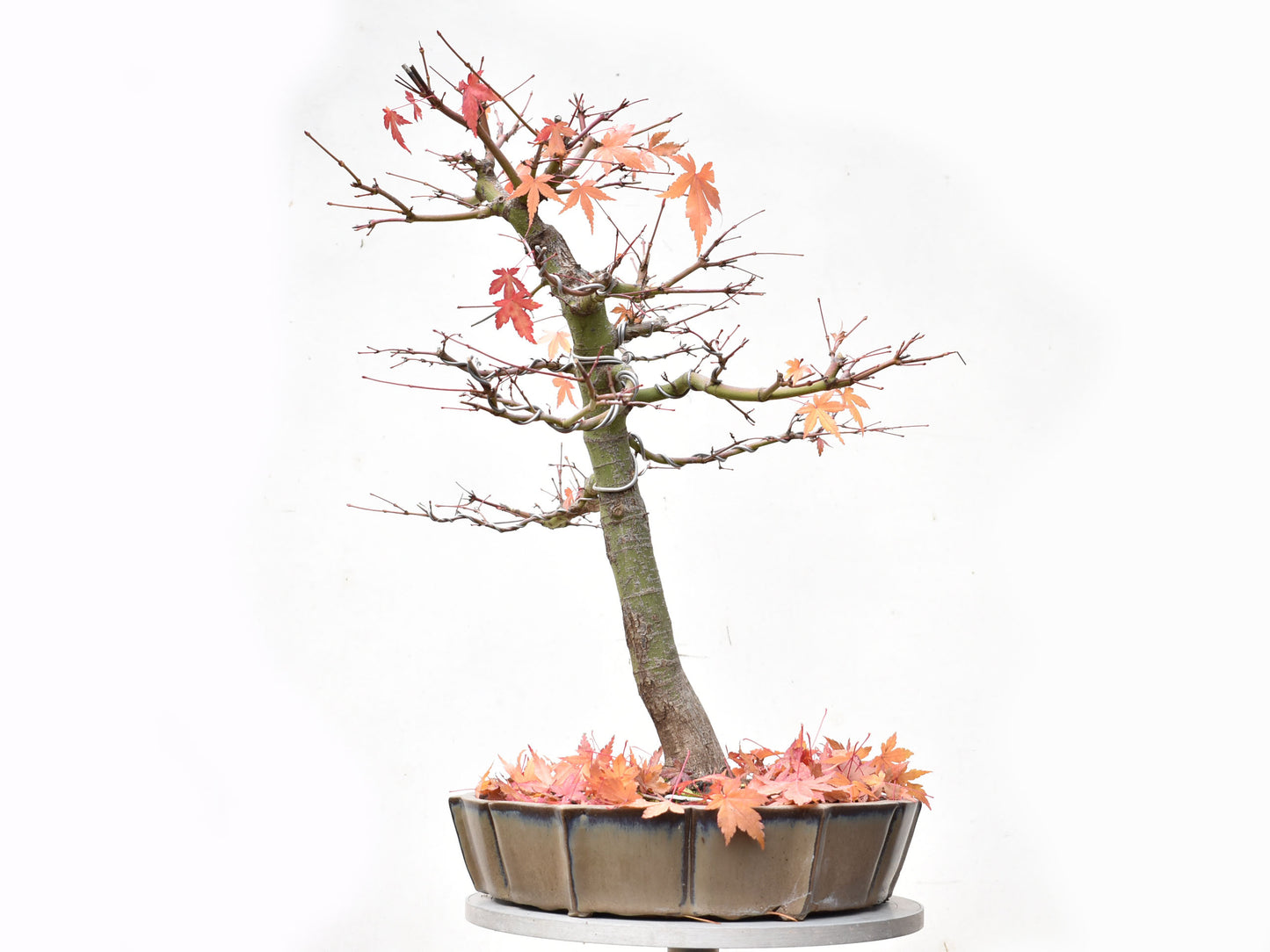 ARCEJAPONES (Acer palmatum)