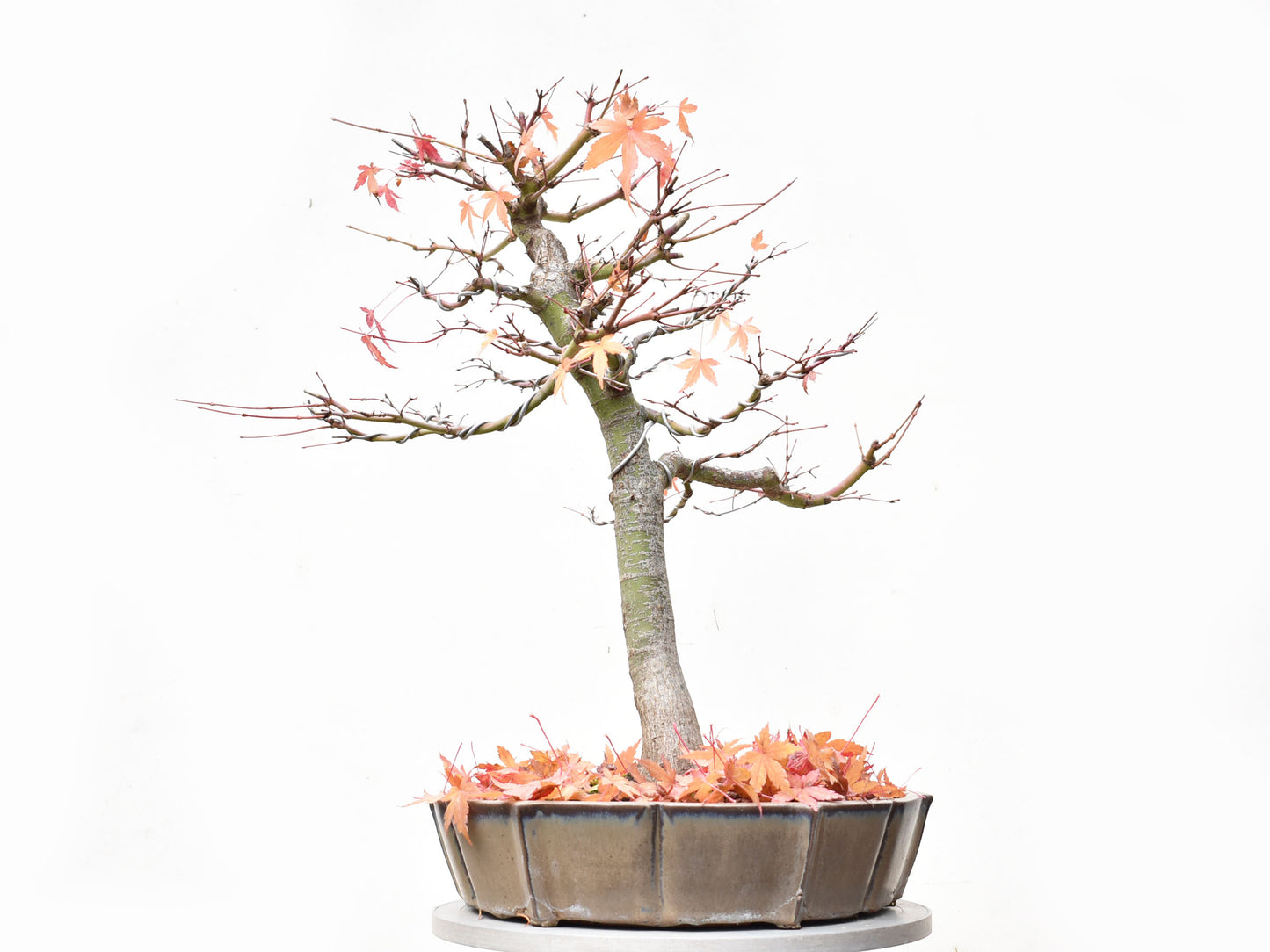 ARCEJAPONES (Acer palmatum)
