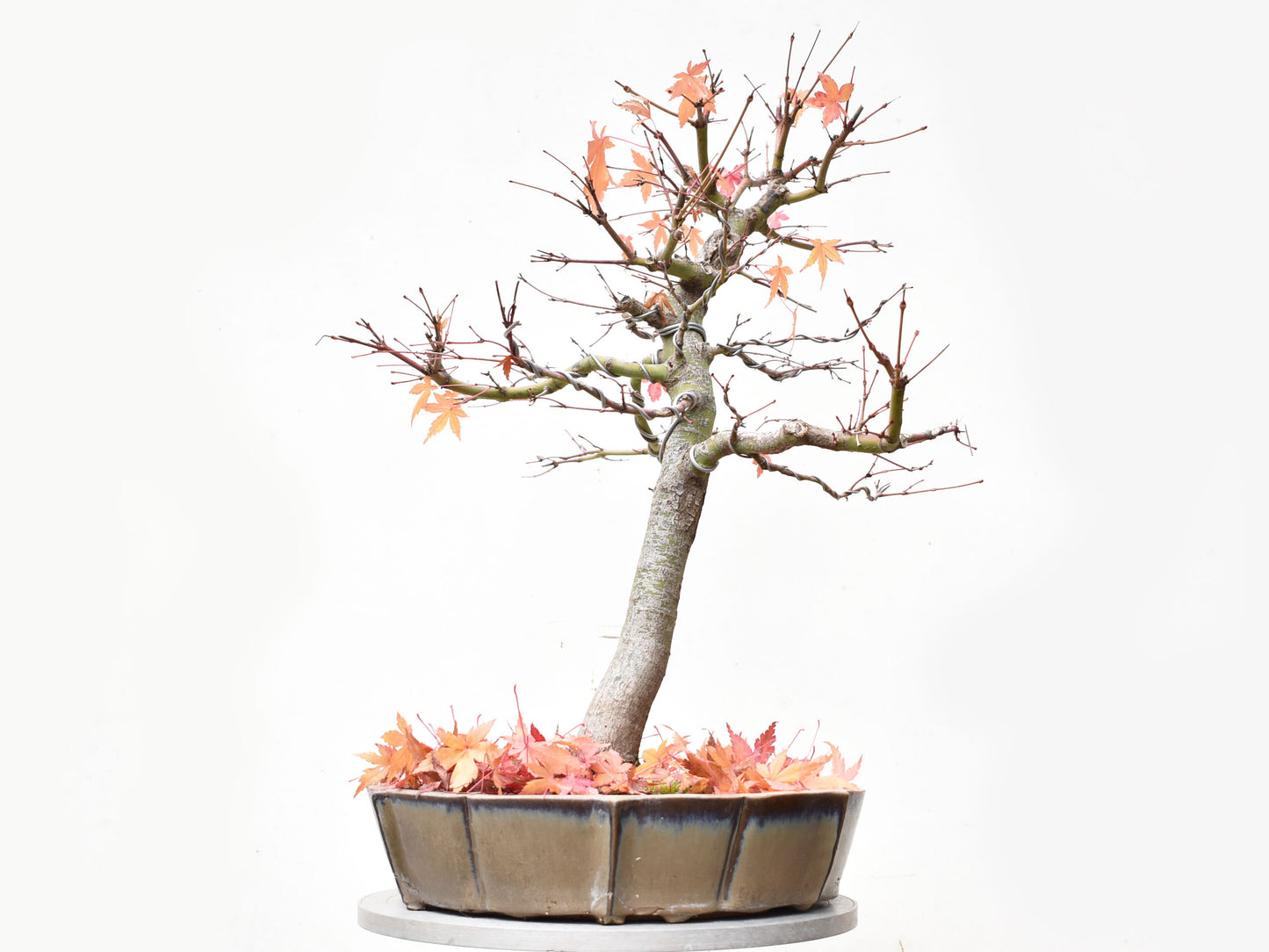 ARCEJAPONES (Acer palmatum)