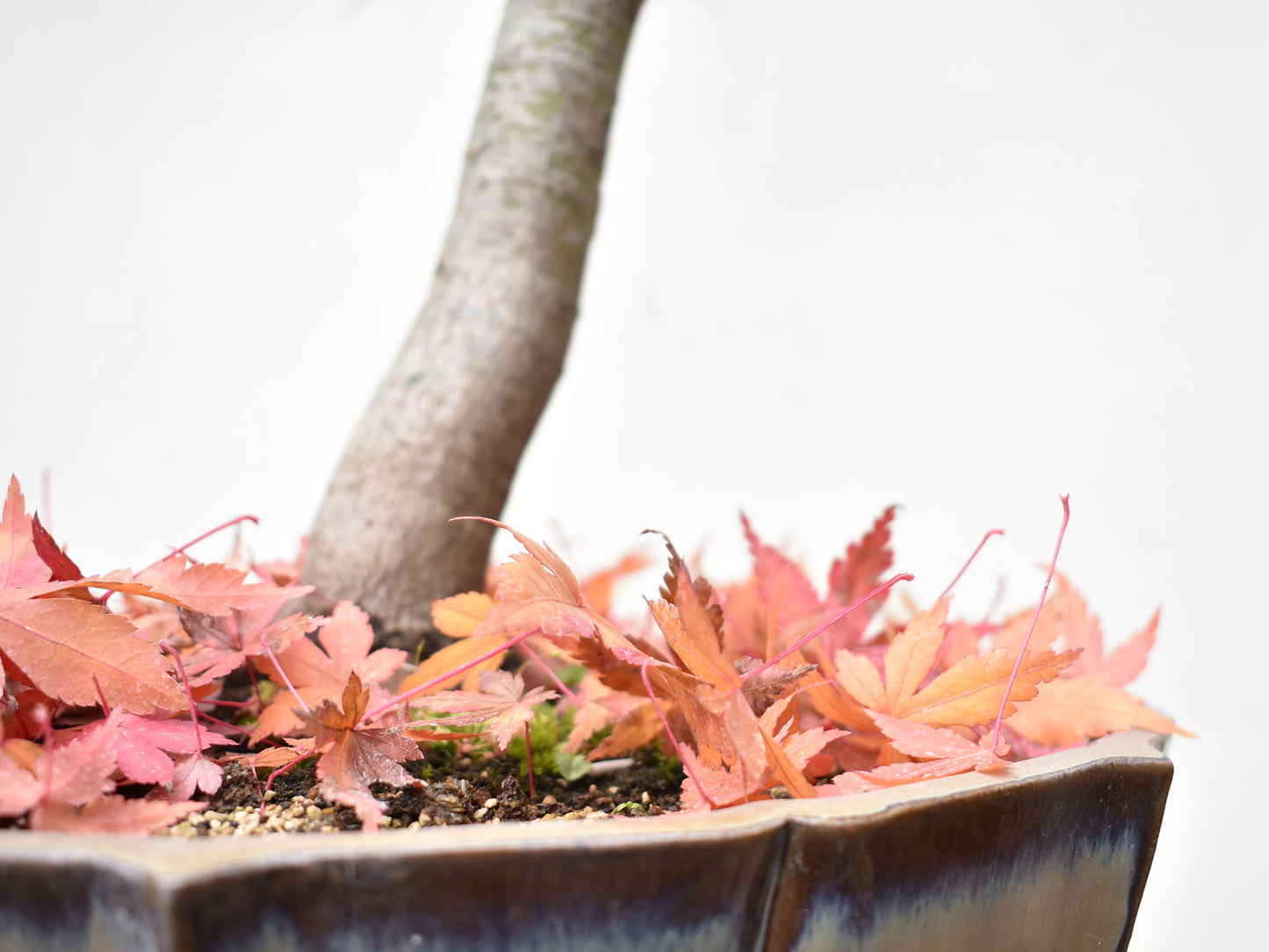 ARCEJAPONES (Acer palmatum)