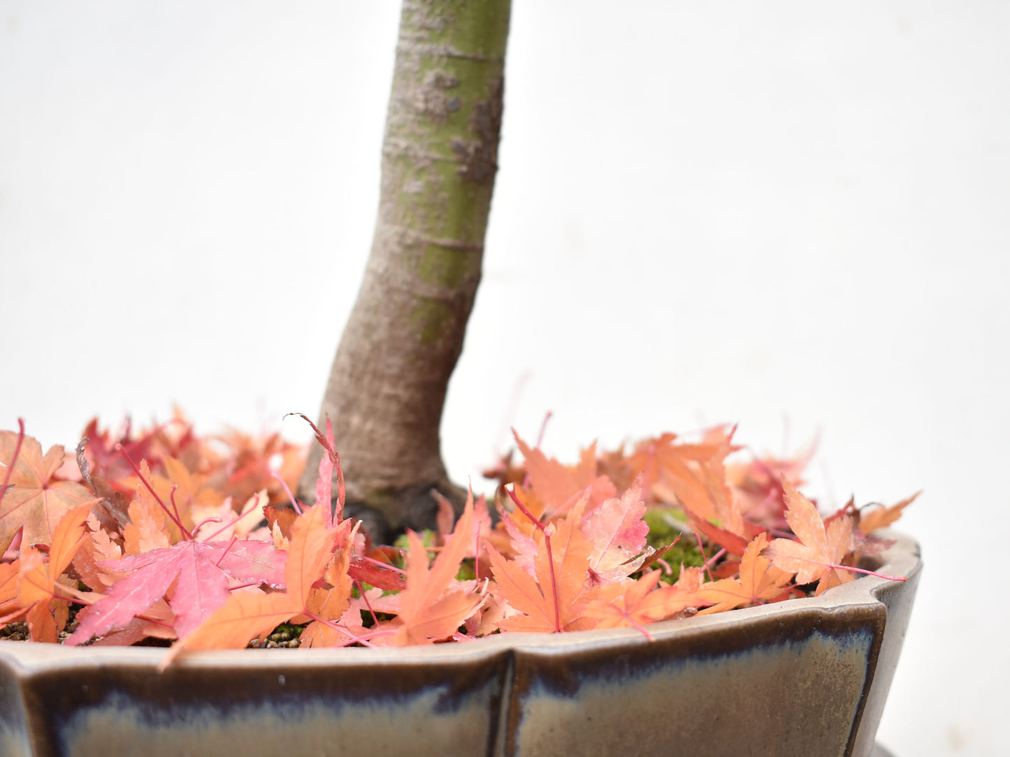 ARCEJAPONES (Acer palmatum)