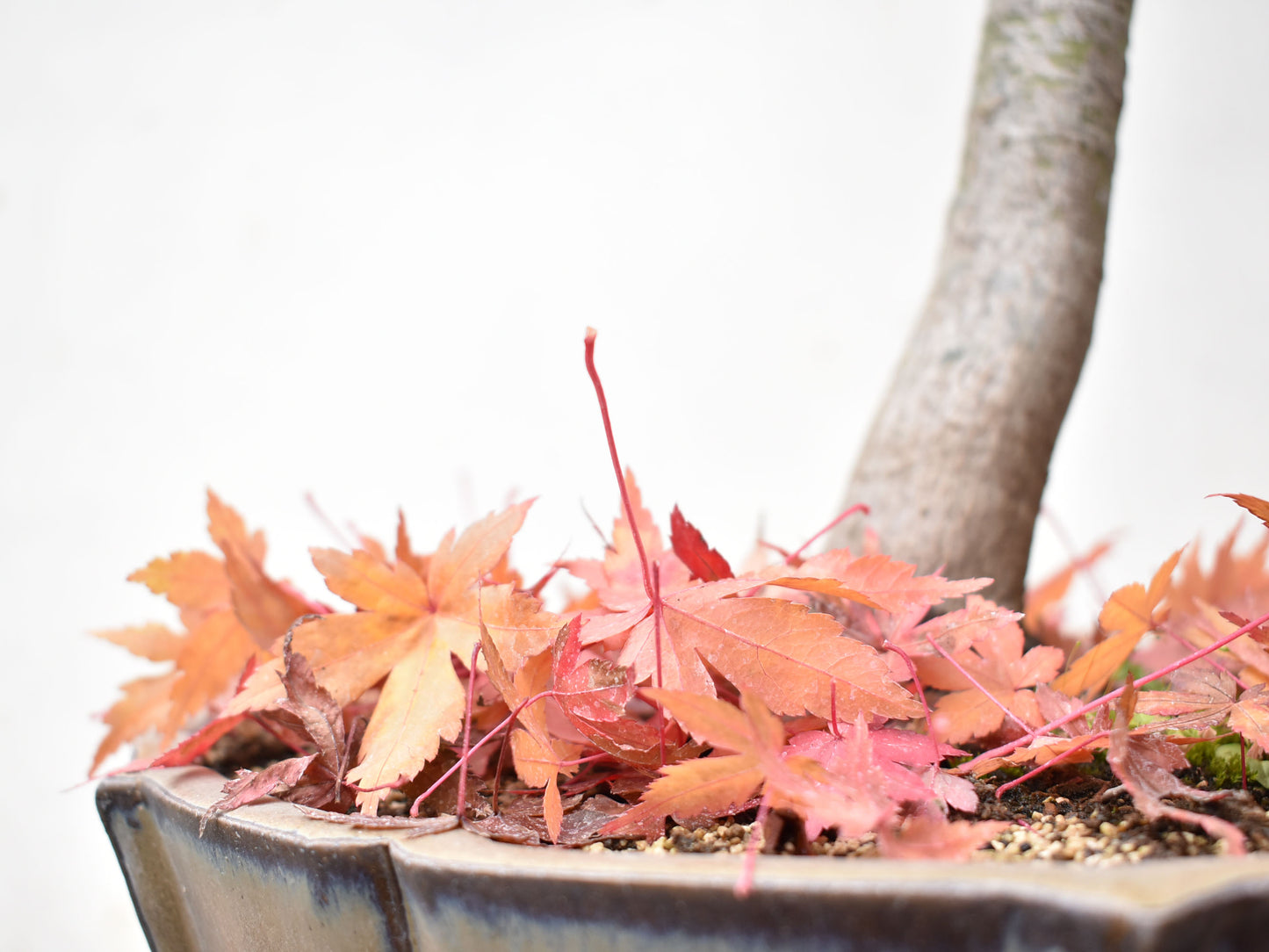 ARCEJAPONES (Acer palmatum)