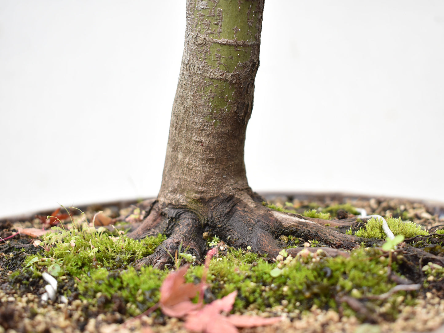 ARCEJAPONES (Acer palmatum)