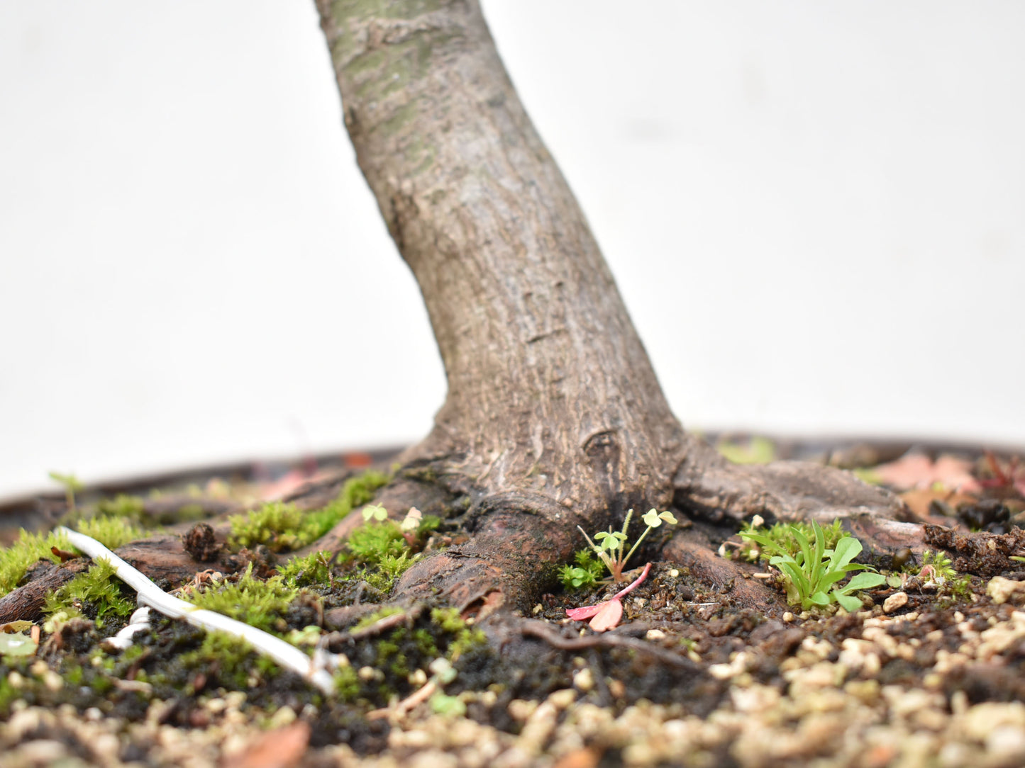 ARCEJAPONES (Acer palmatum)