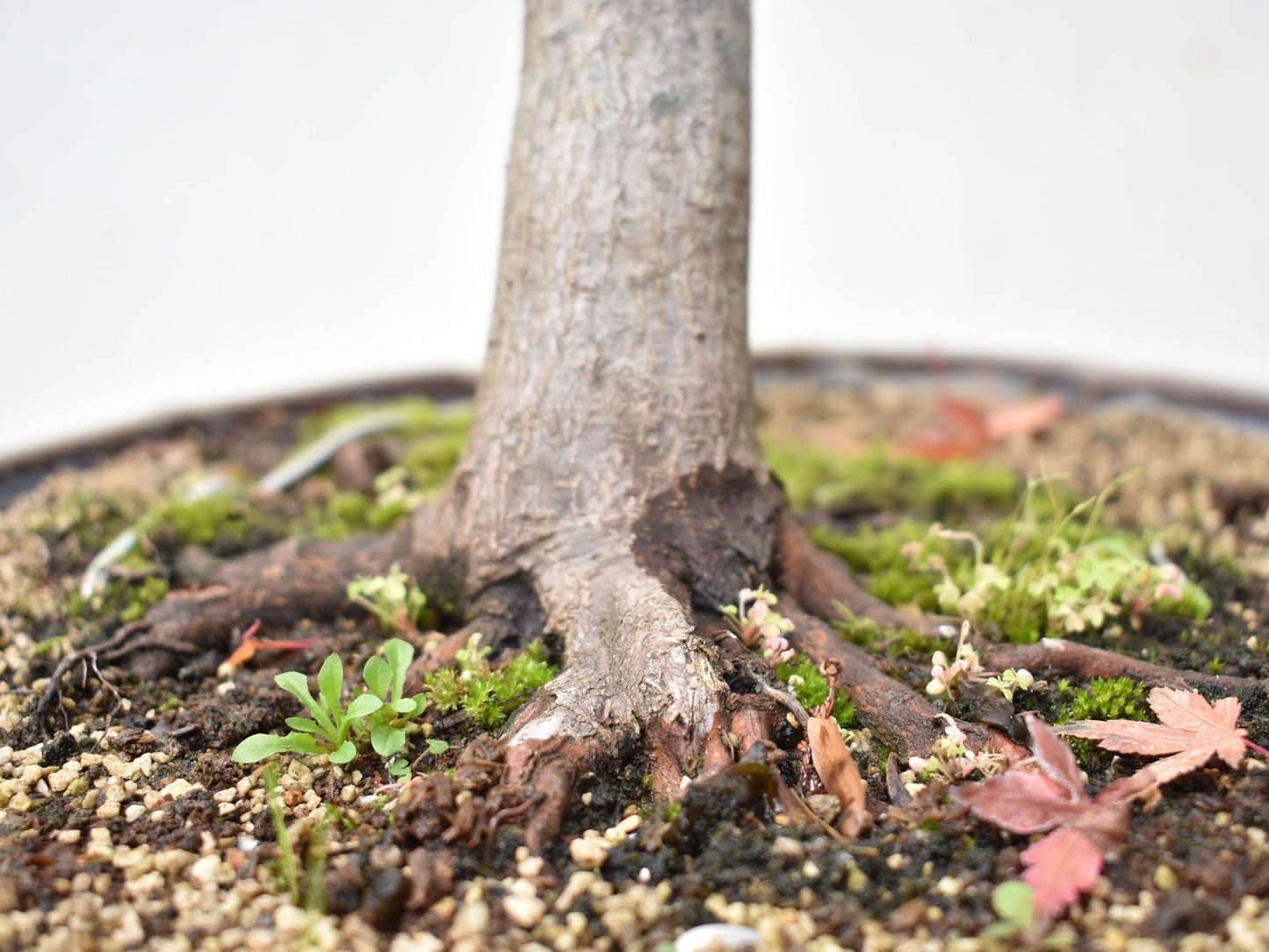 ARCEJAPONES (Acer palmatum)