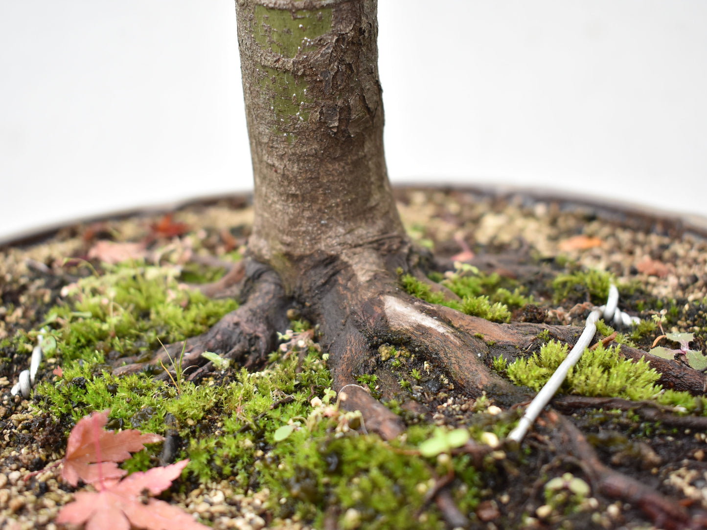 ARCEJAPONES (Acer palmatum)