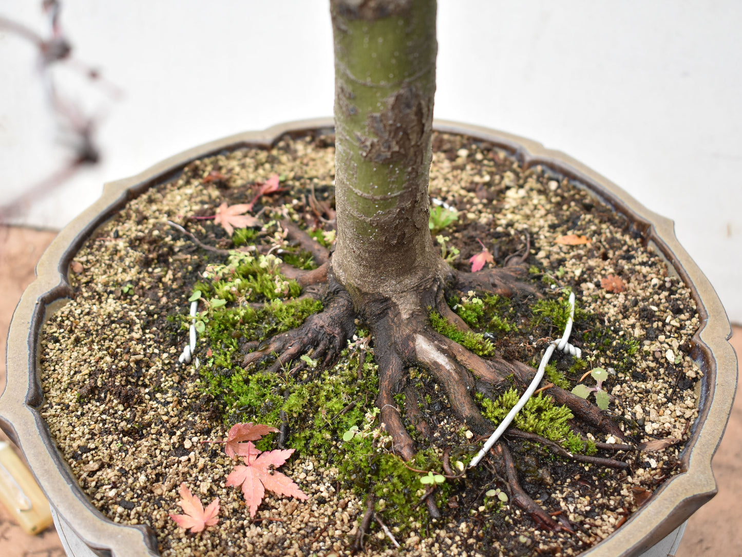 ARCEJAPONES (Acer palmatum)