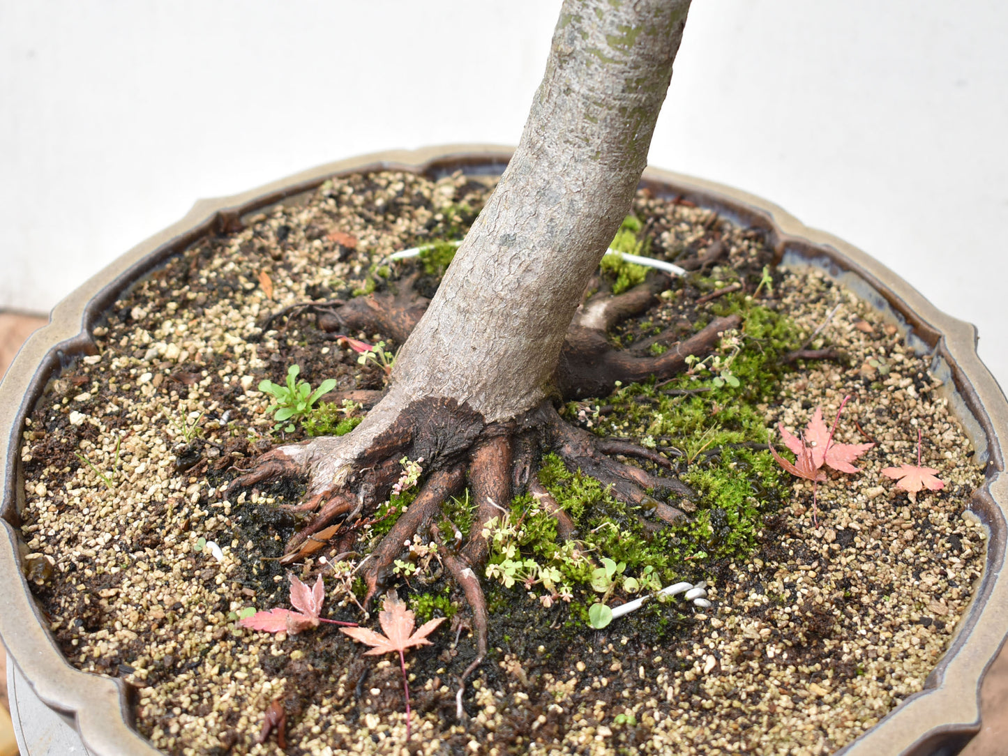 ARCEJAPONES (Acer palmatum)