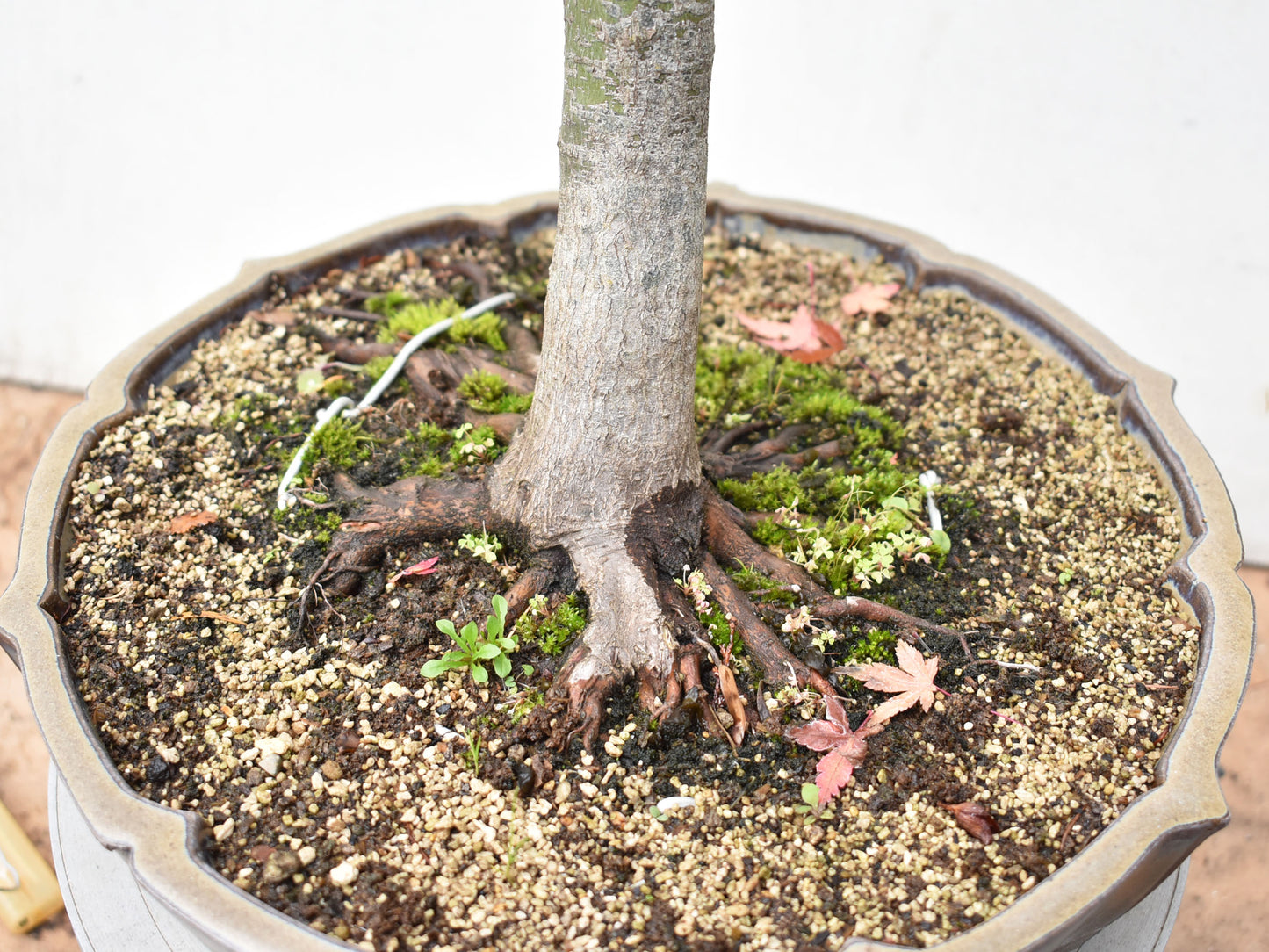 ARCEJAPONES (Acer palmatum)