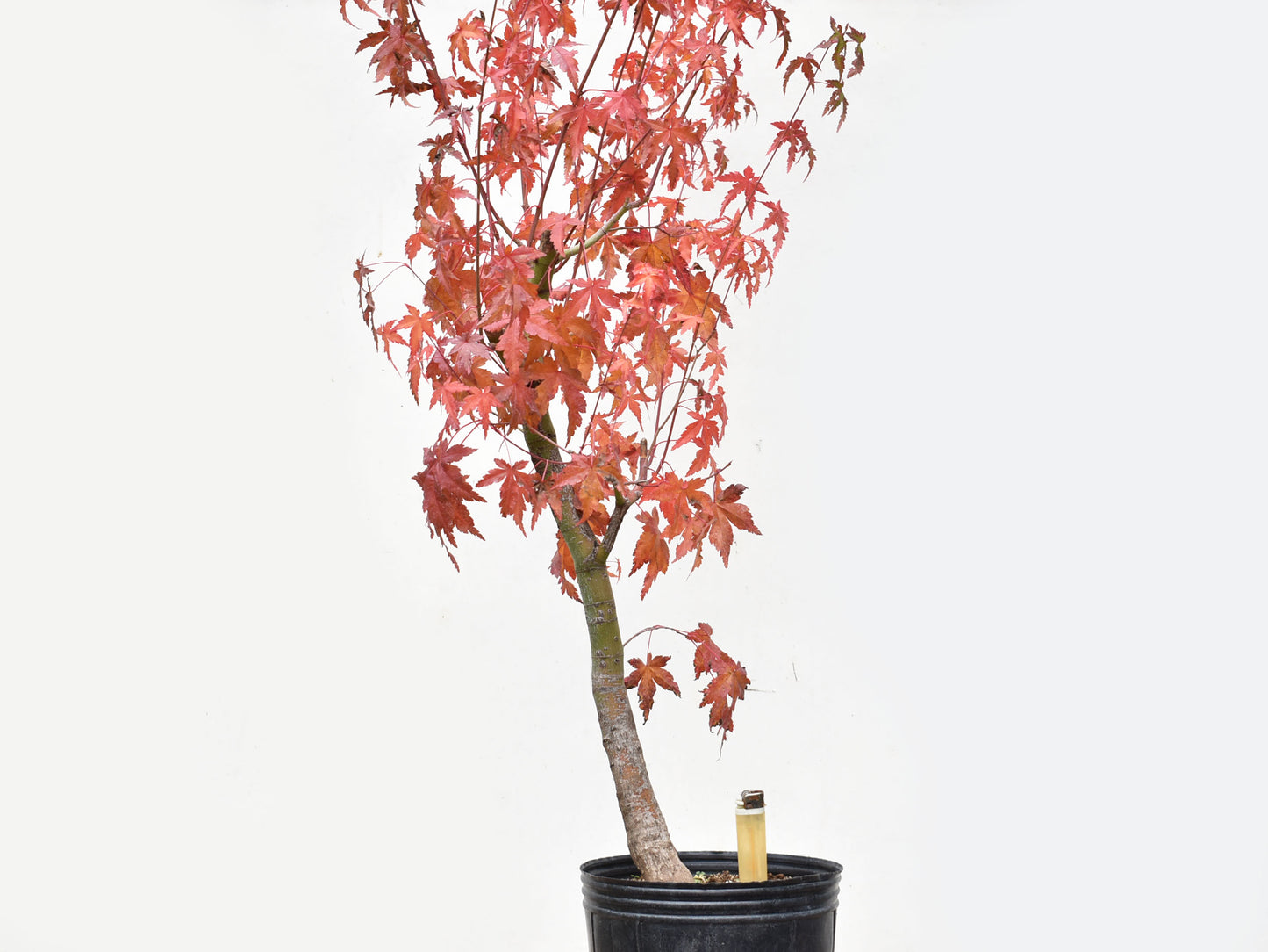 ARCEJAPONES (Acer palmatum)