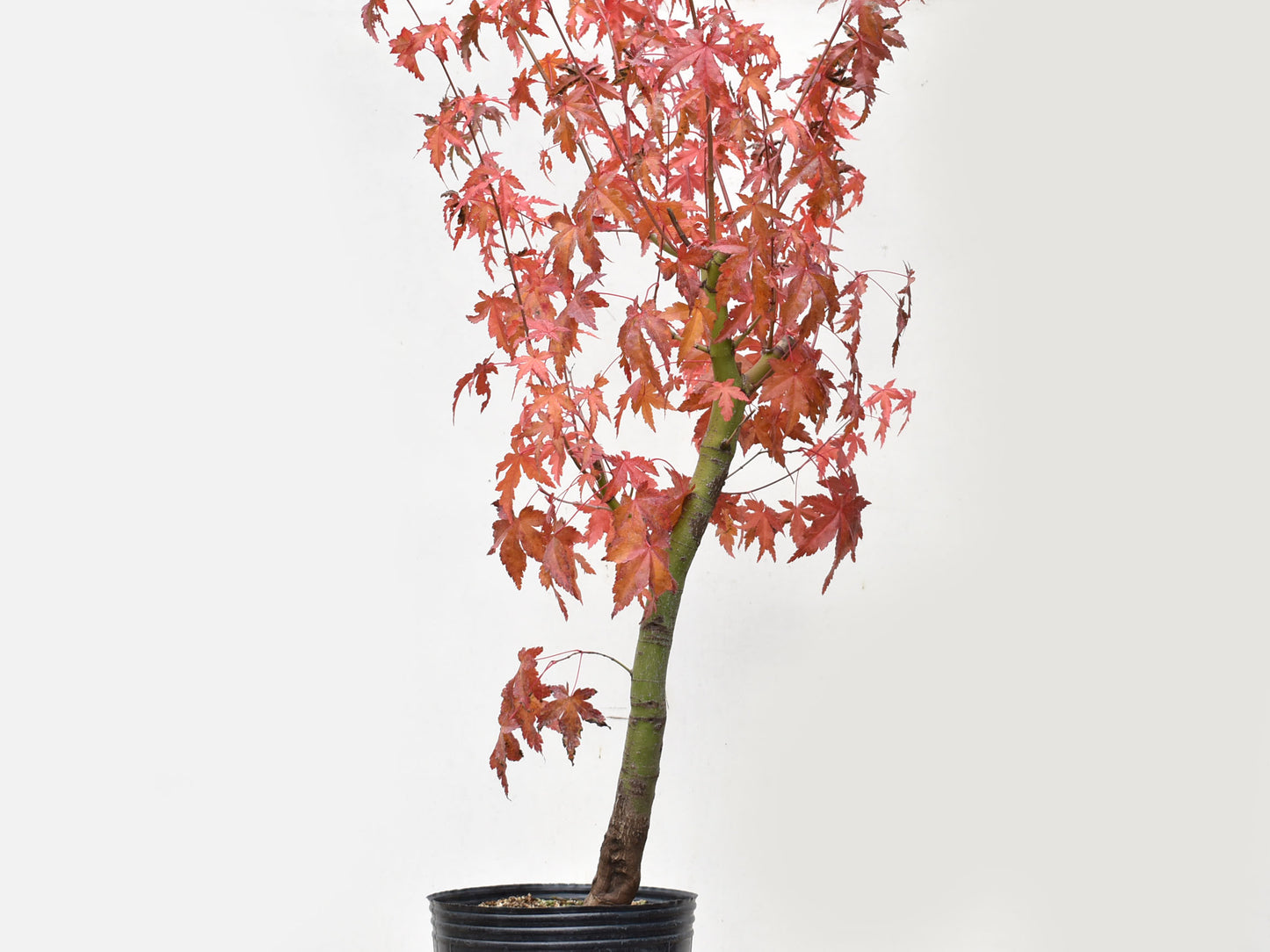 ARCEJAPONES (Acer palmatum)