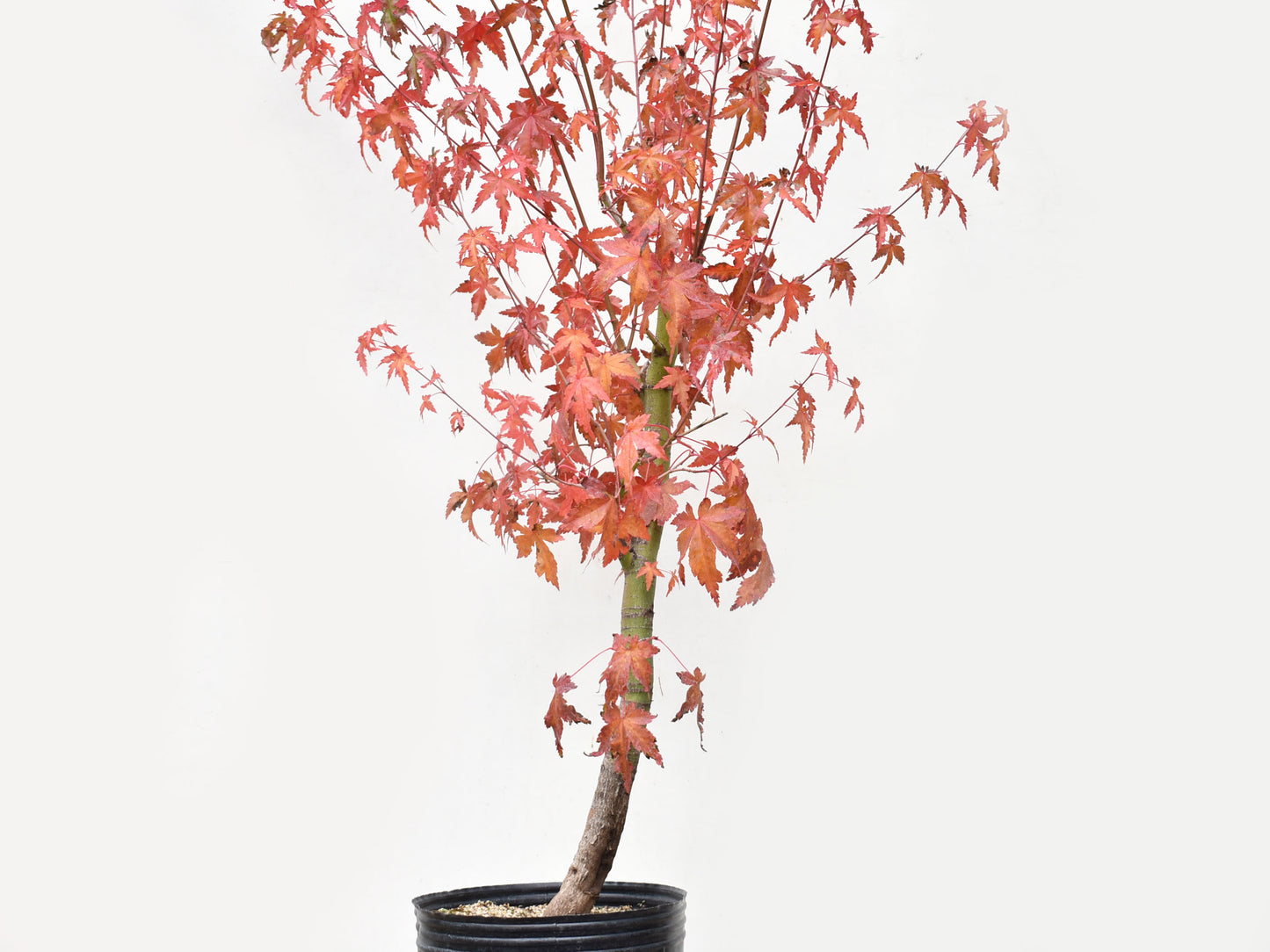 ARCEJAPONES (Acer palmatum)