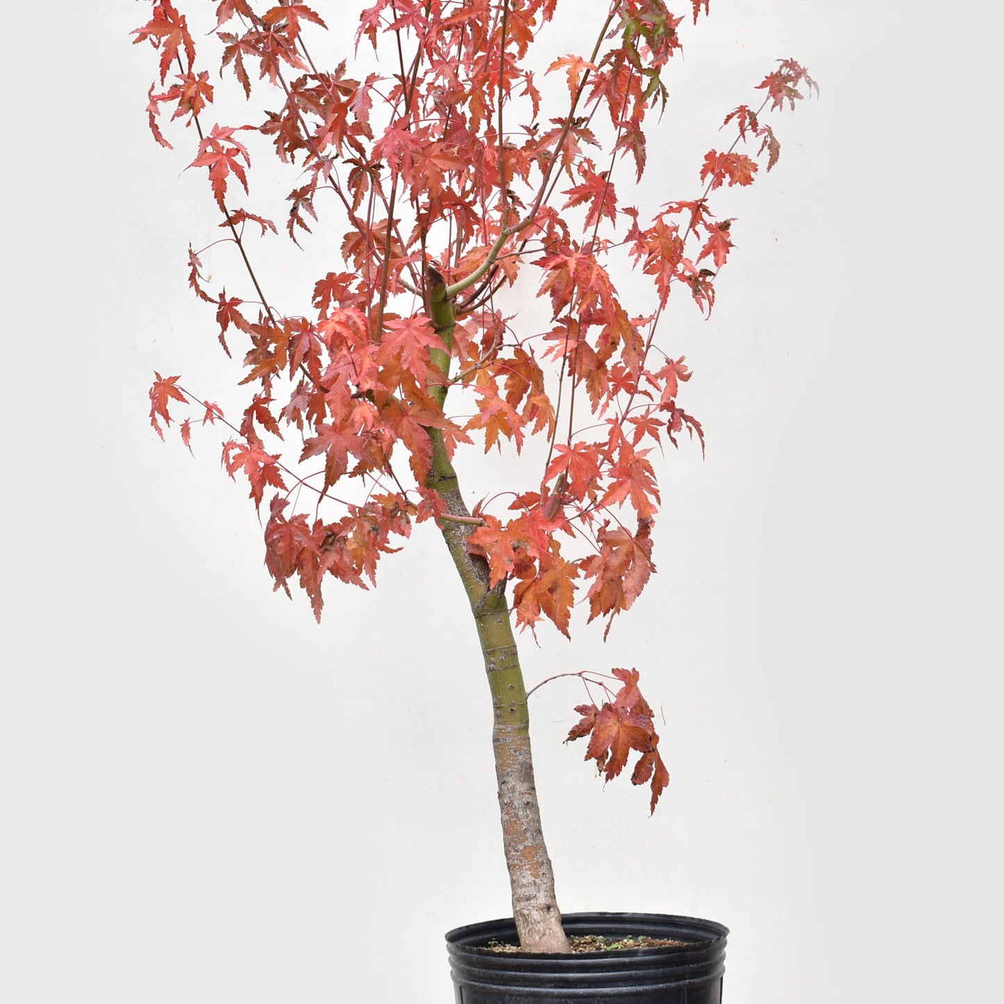 ARCEJAPONES (Acer palmatum)