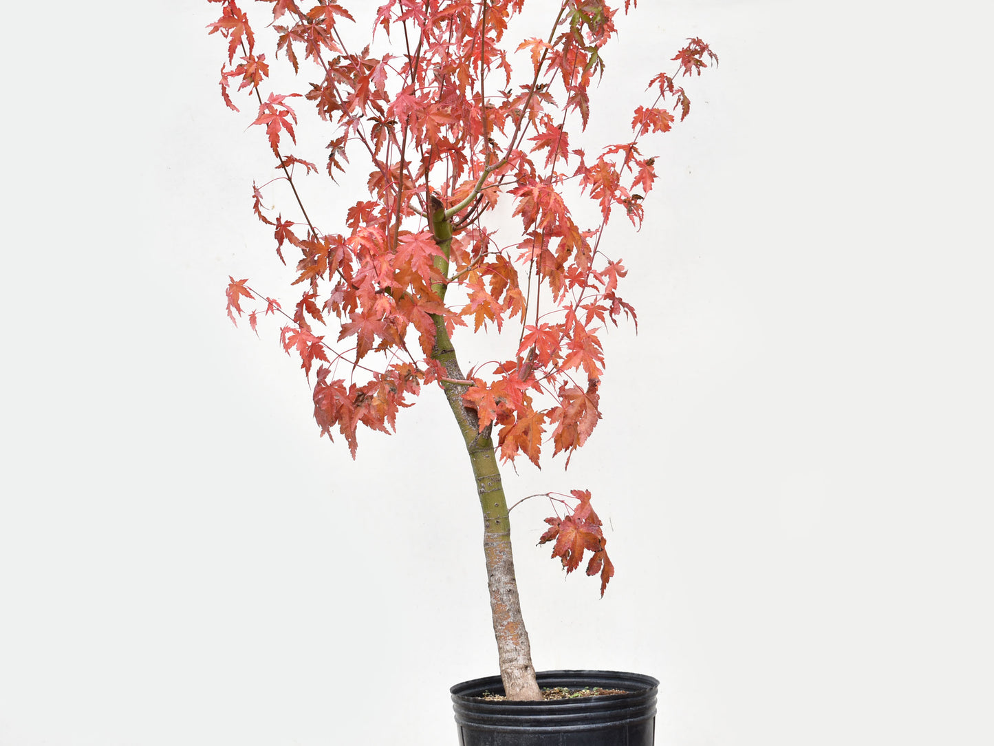 ARCEJAPONES (Acer palmatum)