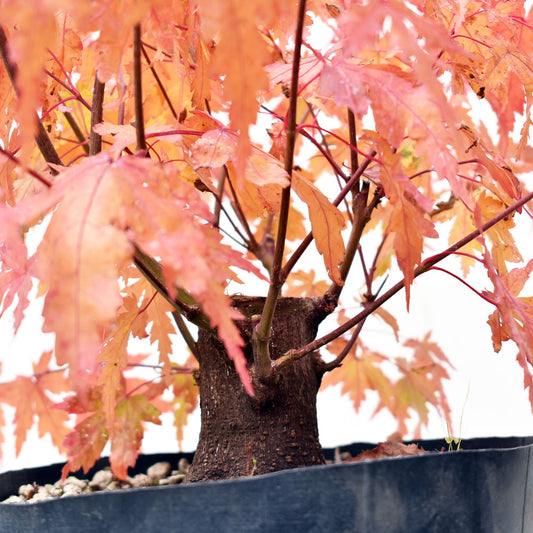 BASE de ARCEJAPONES (Acer palmatum)