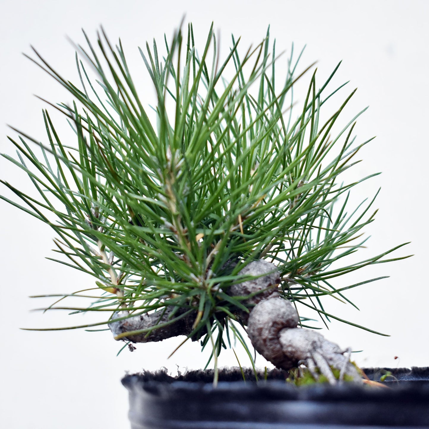 PINO NEGRO (Pinus Thumbergii)